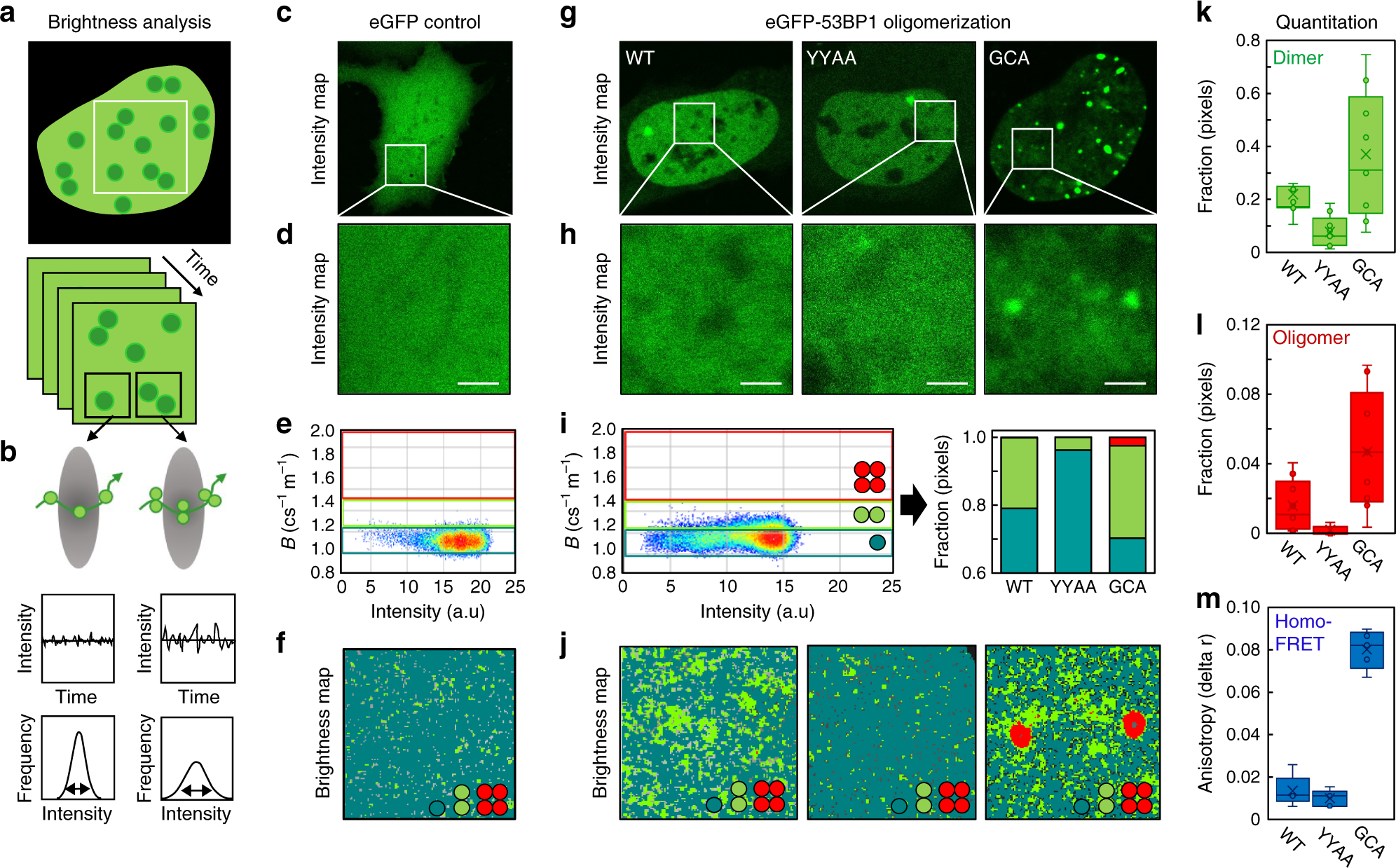 Fig. 1: NB analysis reveals 53BP1 to exist as a dimer throughout the nucleoplasm.