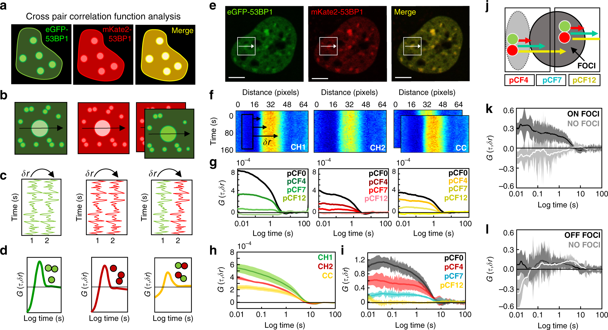 Fig. 3: Cross pCF analysis tracks 53BP1 dimer recruitment and retention at DSBs.