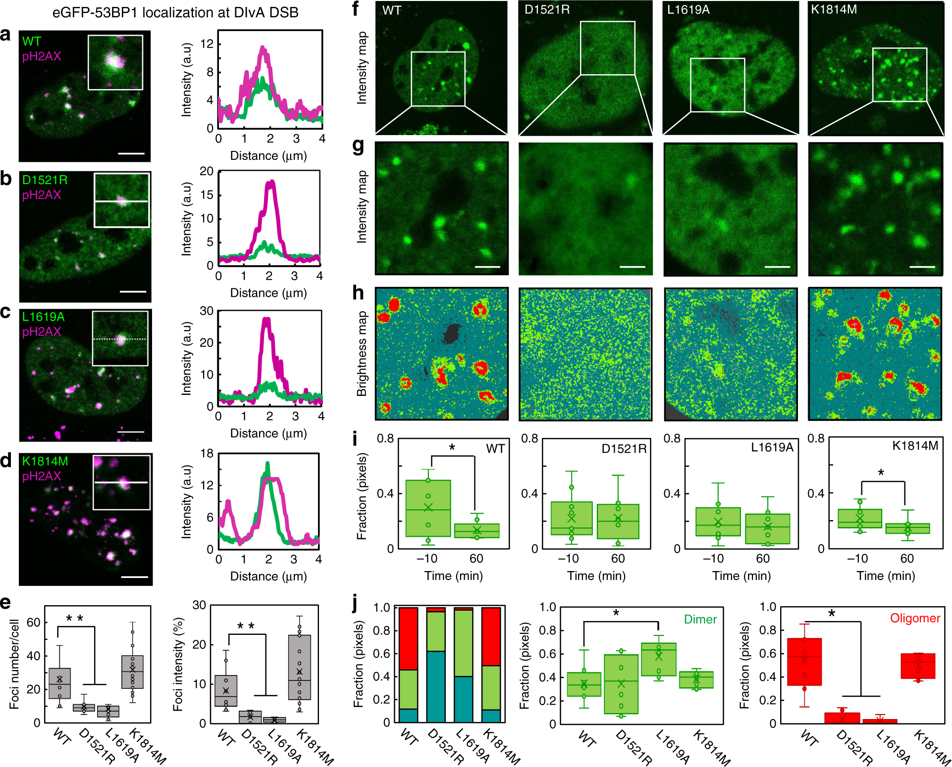 Fig. 4: The DSB histone code regulates a spatiotemporal redistribution in 53BP1 oligomerization.