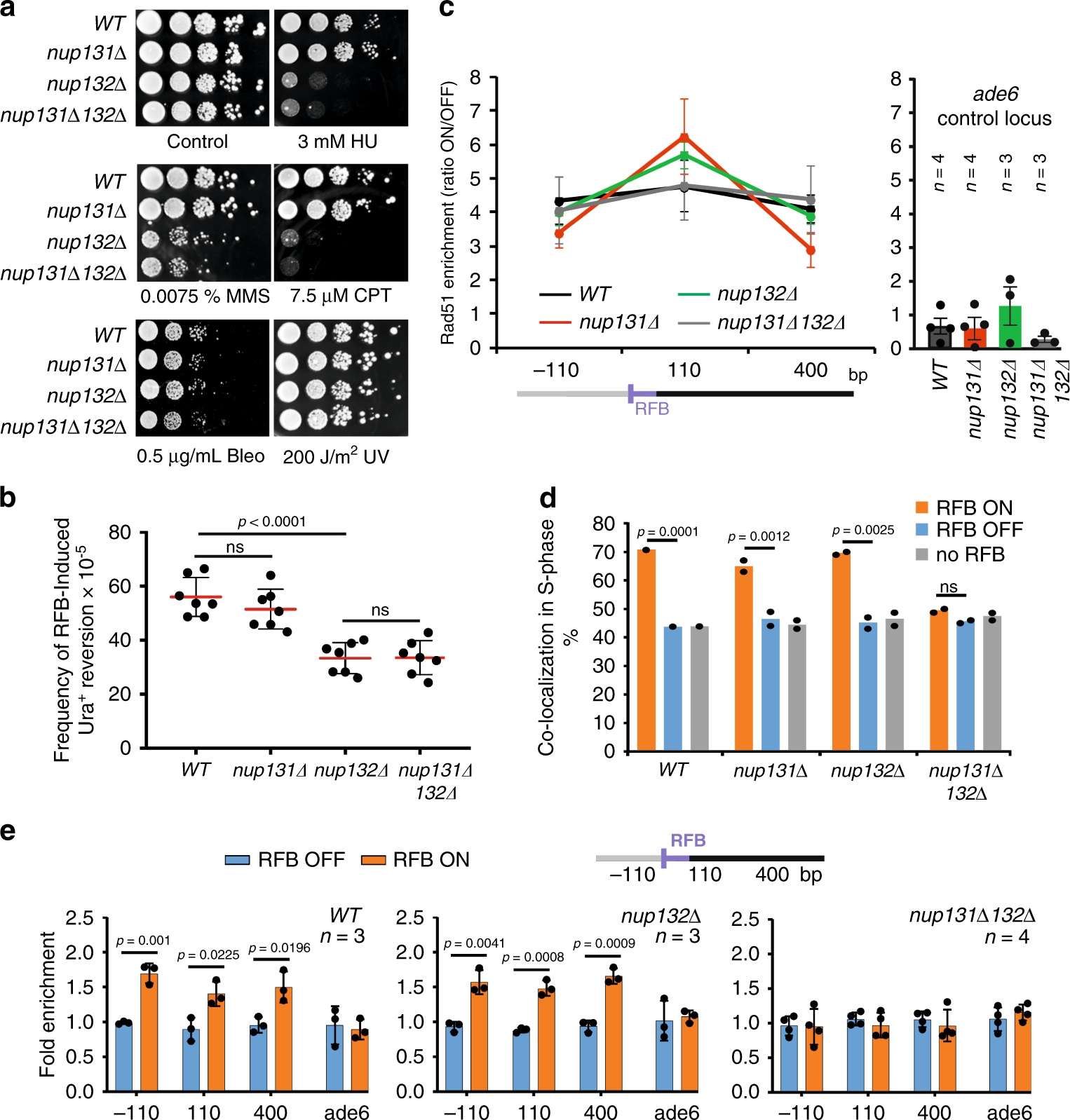Fig. 4: Nup132 promotes HR-mediated DNA synthesis, downstream of Rad51 binding, in a post-anchoring manner.