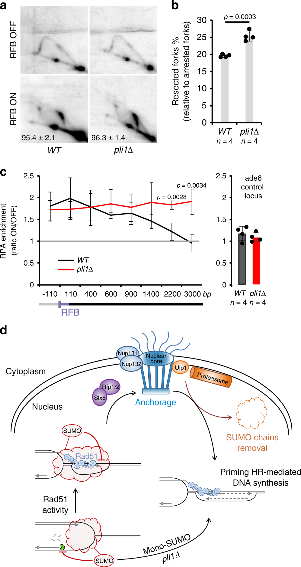 Fig. 7: Pli1 safeguards fork-integrity by limiting resection of nascent strands.