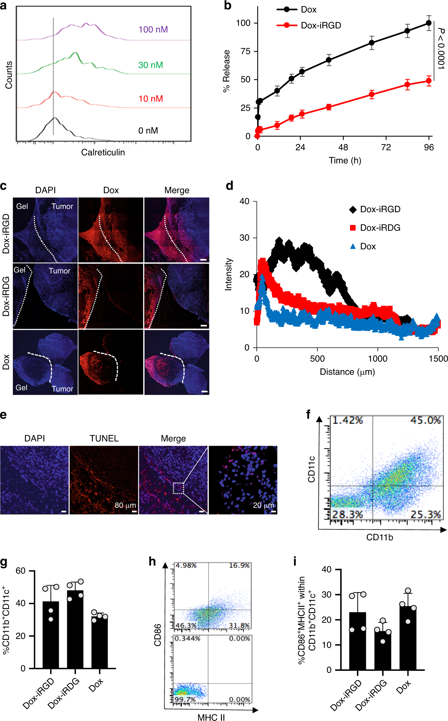 Fig. 2: Pore-forming alginate gels containing Dox-iRGD and GM-CSF induce apoptosis of 4T1 tumor cells, and concentrated DCs in situ.