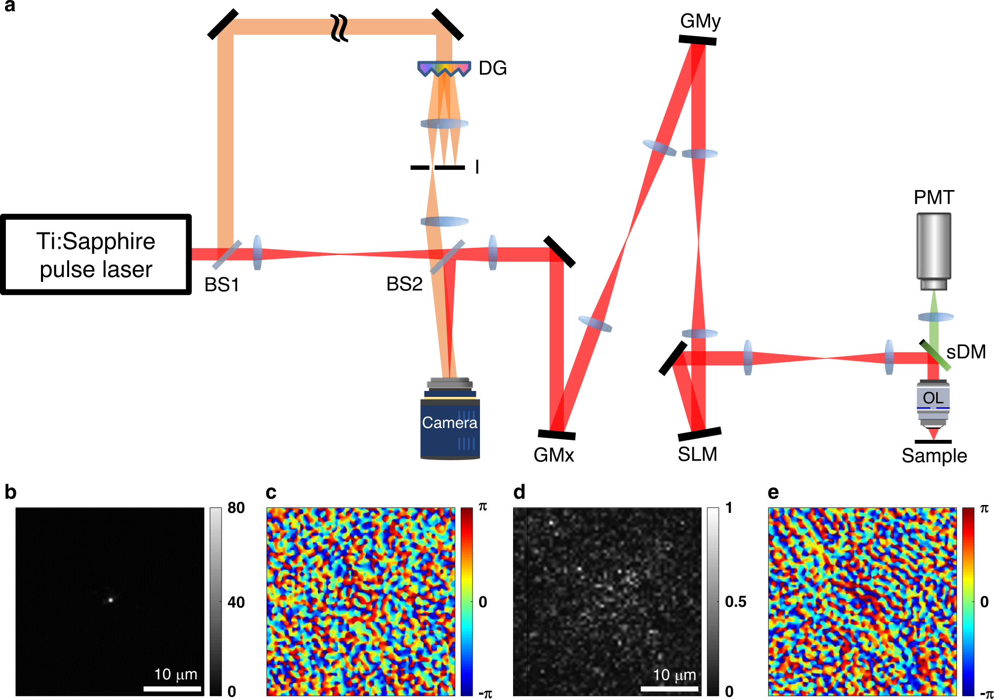 Laser scanning reflection-matrix microscopy for aberration-free imaging  through intact mouse skull | Nature Communications