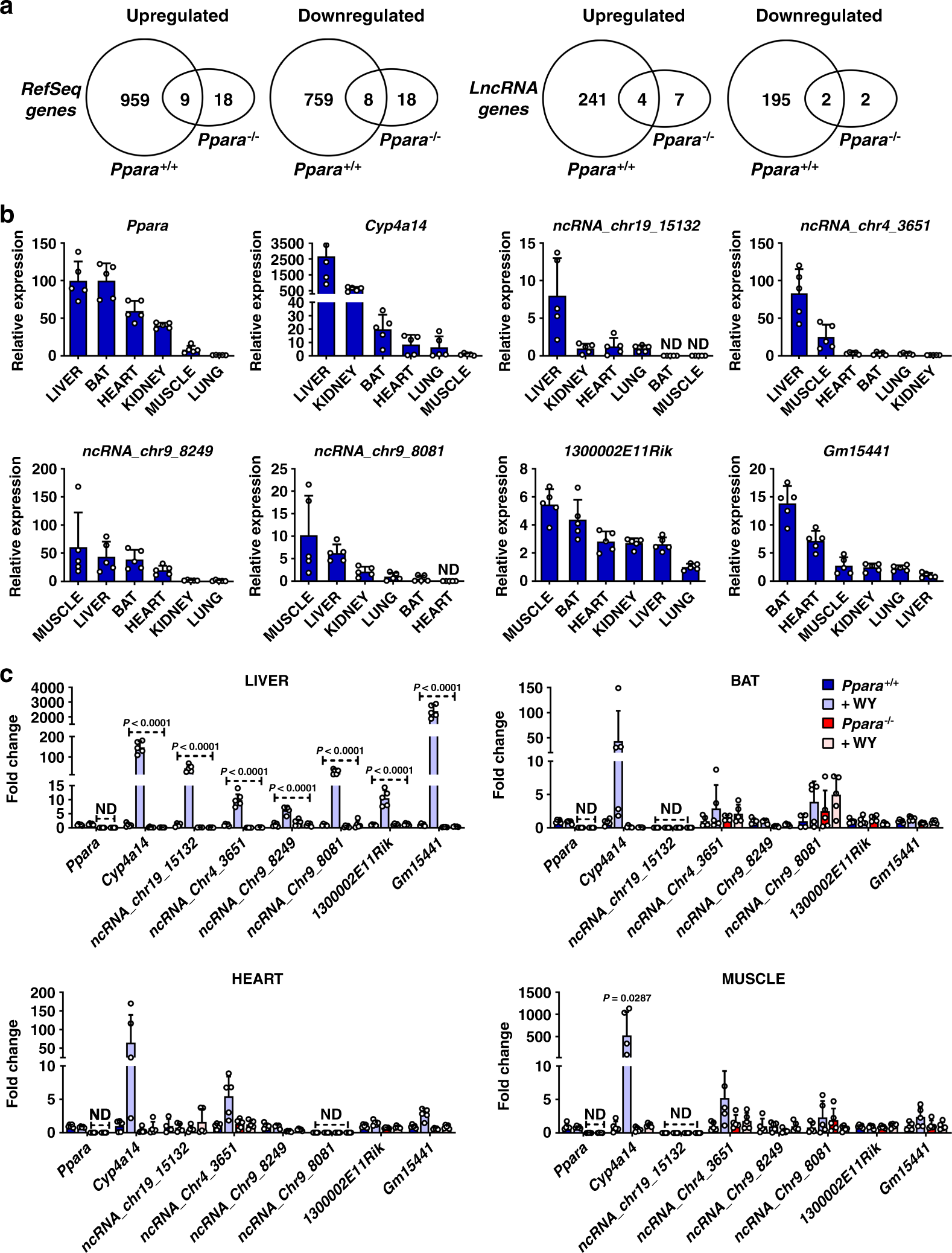 Fig. 1: LncRNA identified as PPARα targets are expressed in several oxidative tissues but exhibit liver-specific transcriptional response to WY-14643.