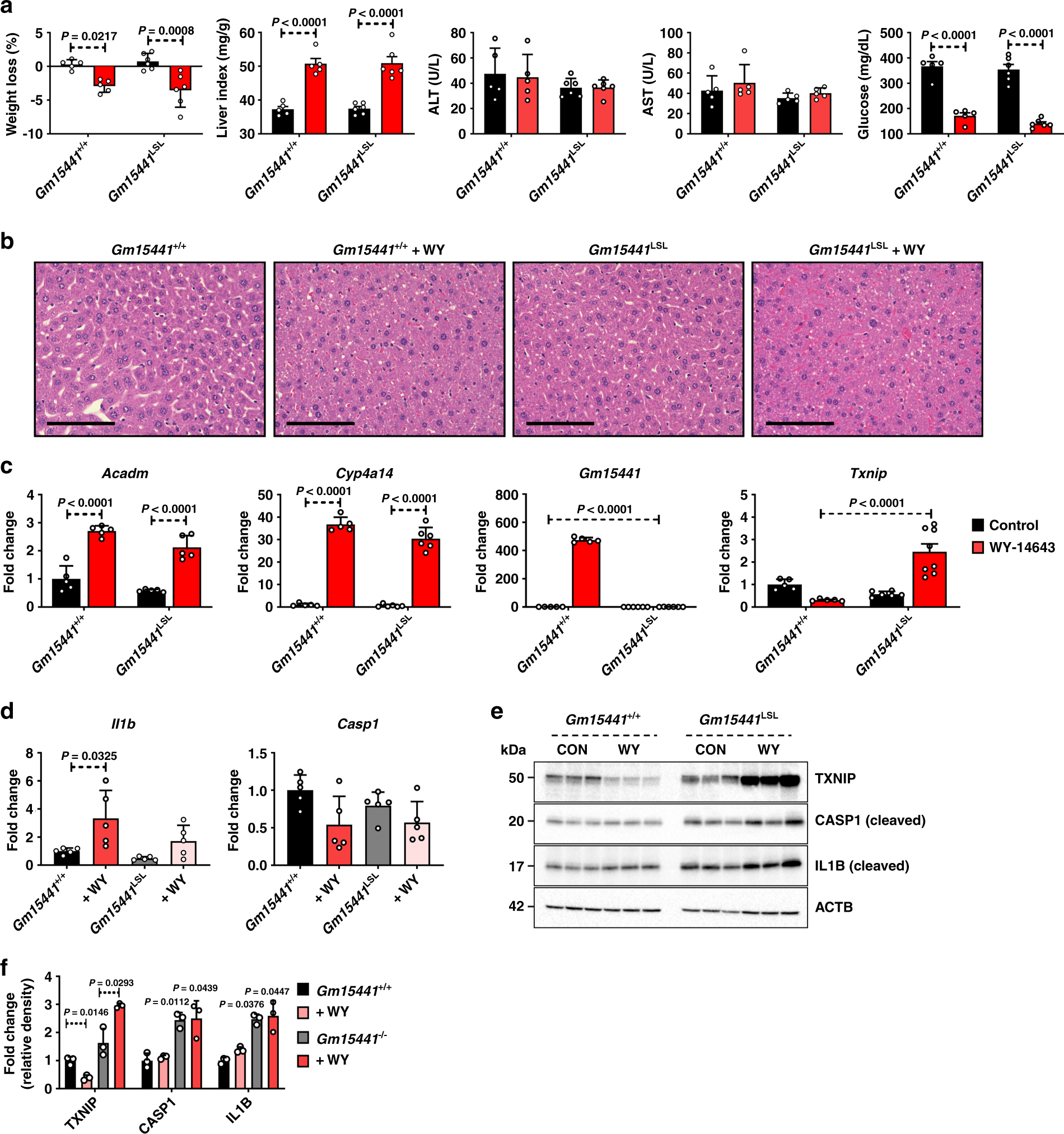 Fig. 5: Loss of Gm15441 potentiates inflammasome activation by WY-14643.