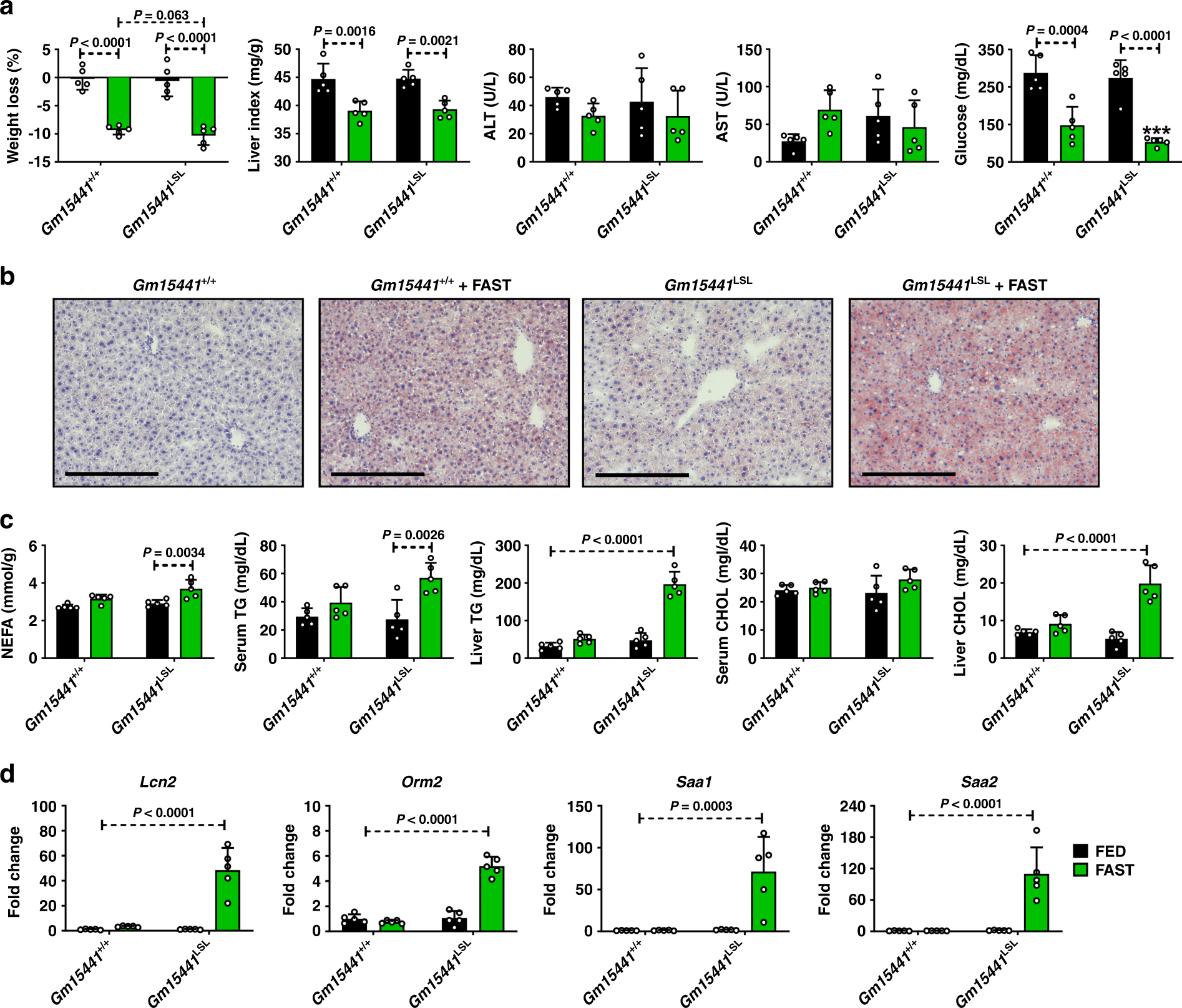 Fig. 6: Loss of Gm15441 potentiates inflammasome activation during physiological response to acute fasting.