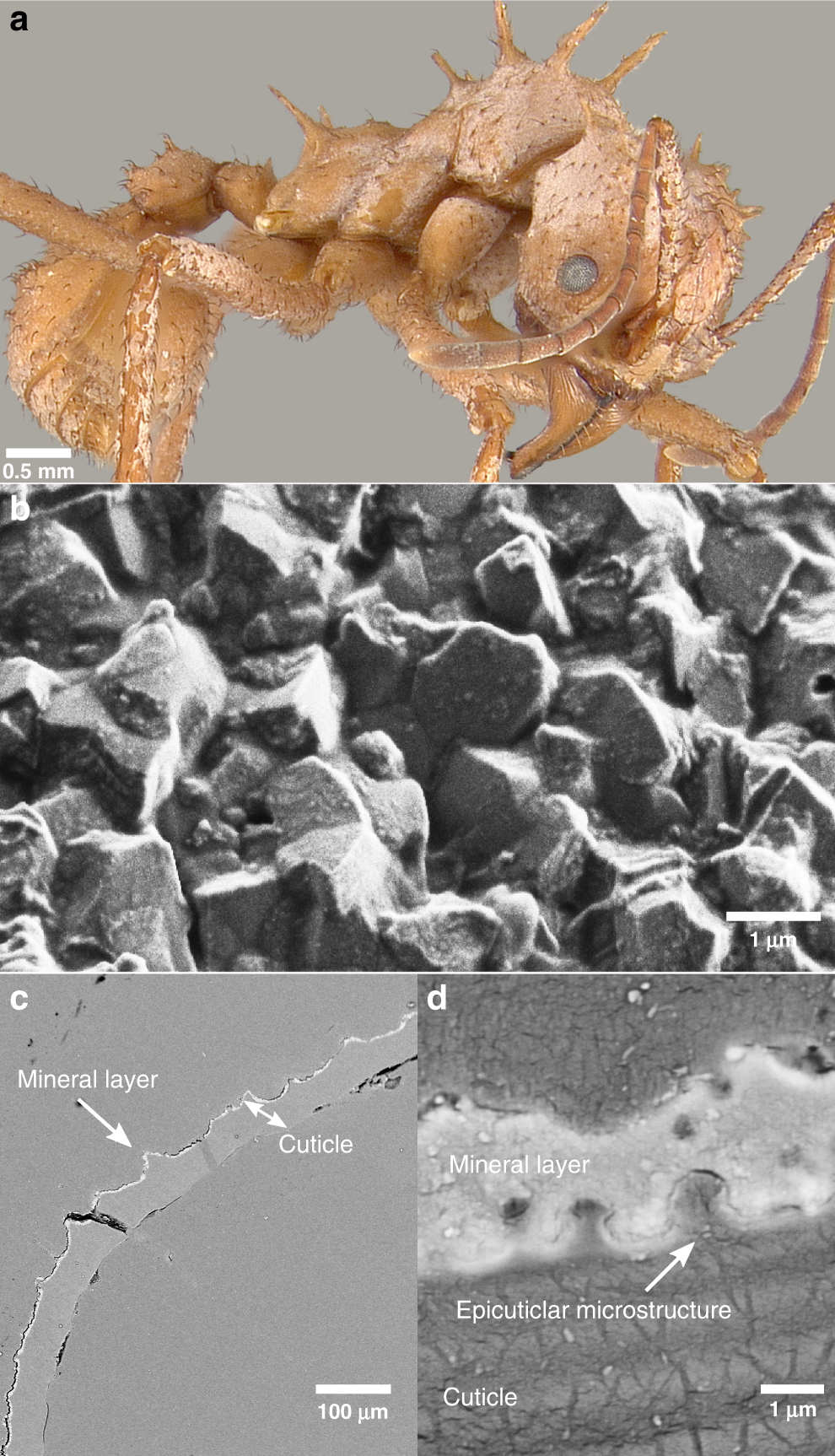 Biomineral armor in leaf-cutter ants