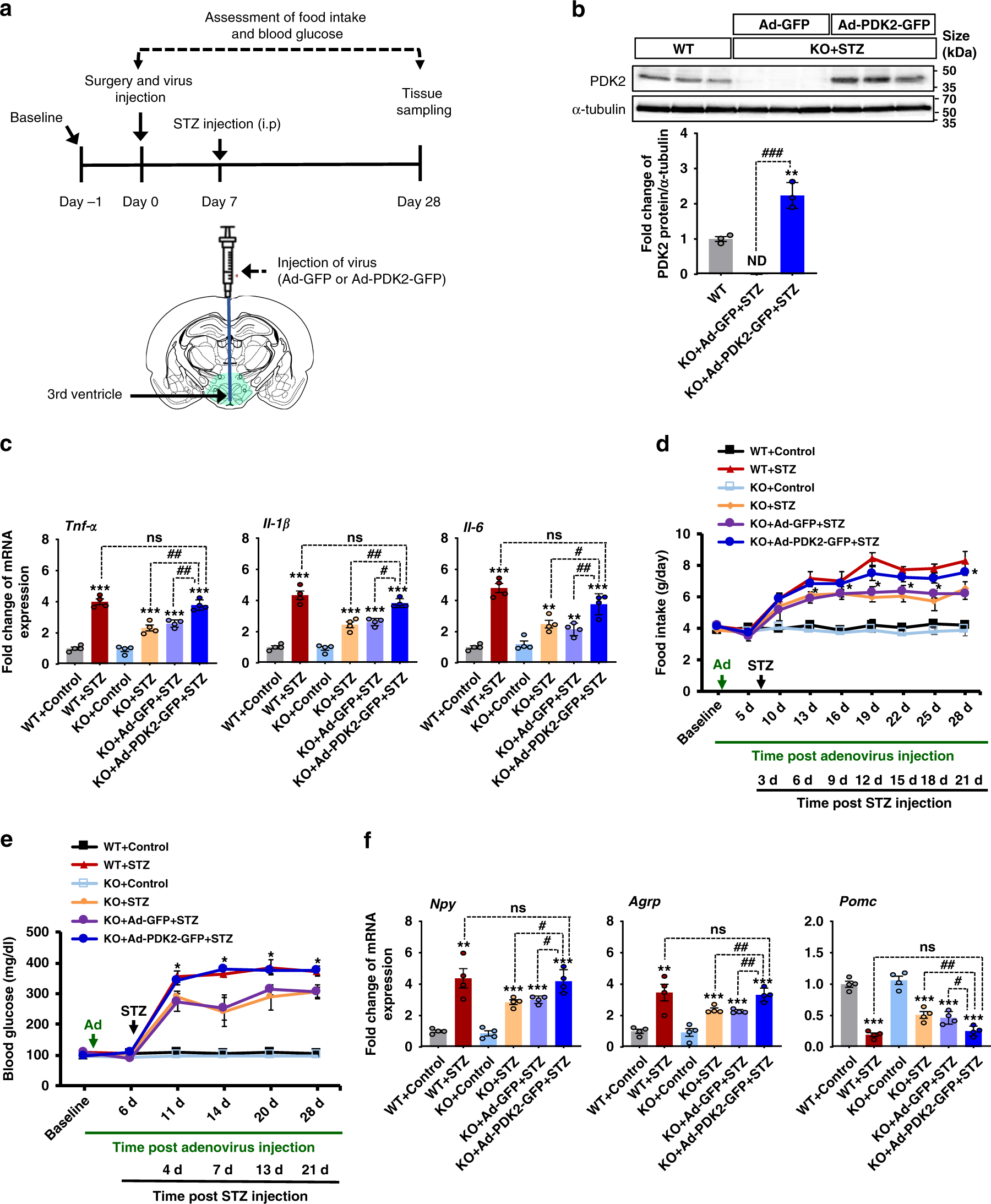 Fig. 6: The effects of hypothalamic PDK2 overexpression on diabetes-induced inflammatory cytokines, food intake, blood glucose, and the expression of hypothalamic neuropeptides in Pdk2 KO mice.