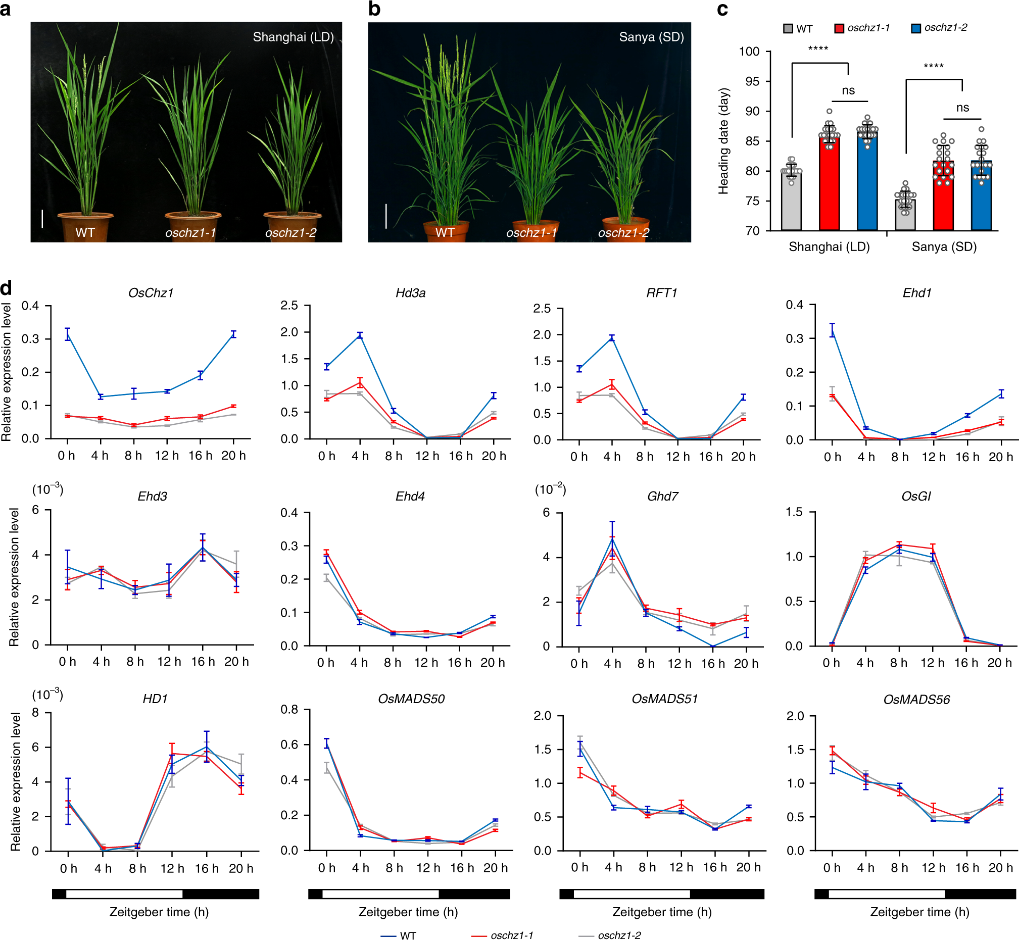 Fig. 5: Analysis of the flowering time defects of the oschz1 mutants.