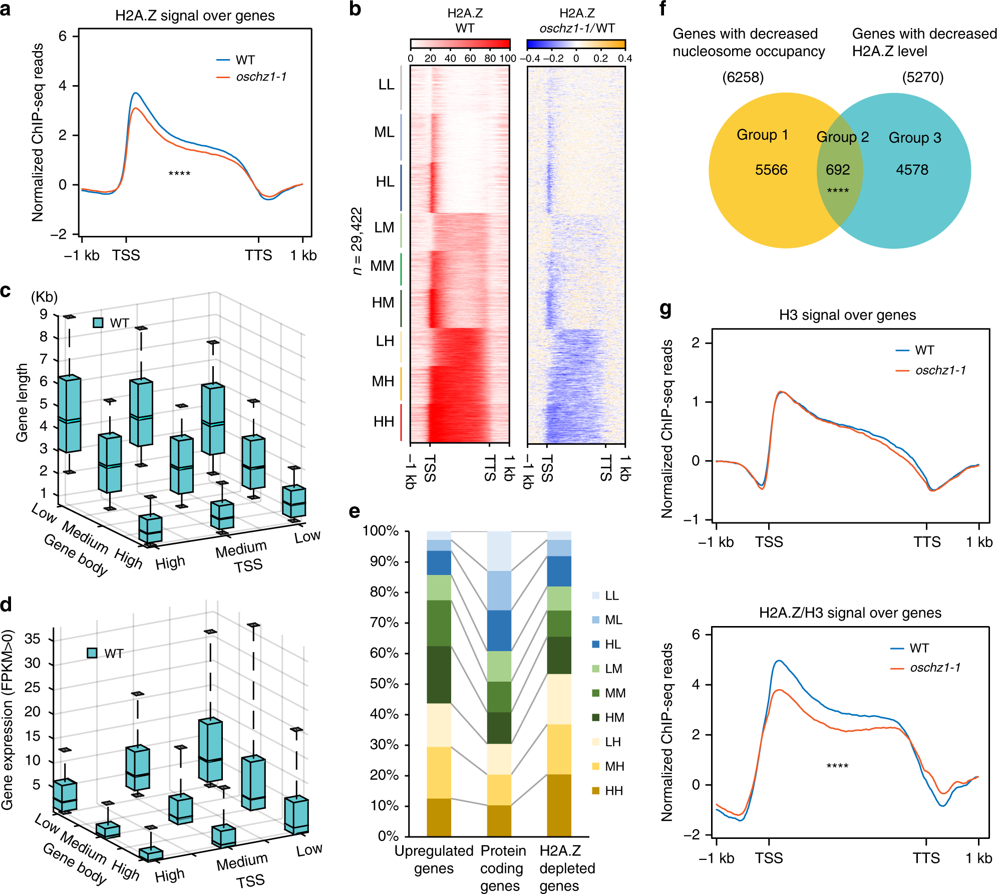 Fig. 7: Impact of the OsChz1 loss on H2A.Z enrichment at the genome-wide level.
