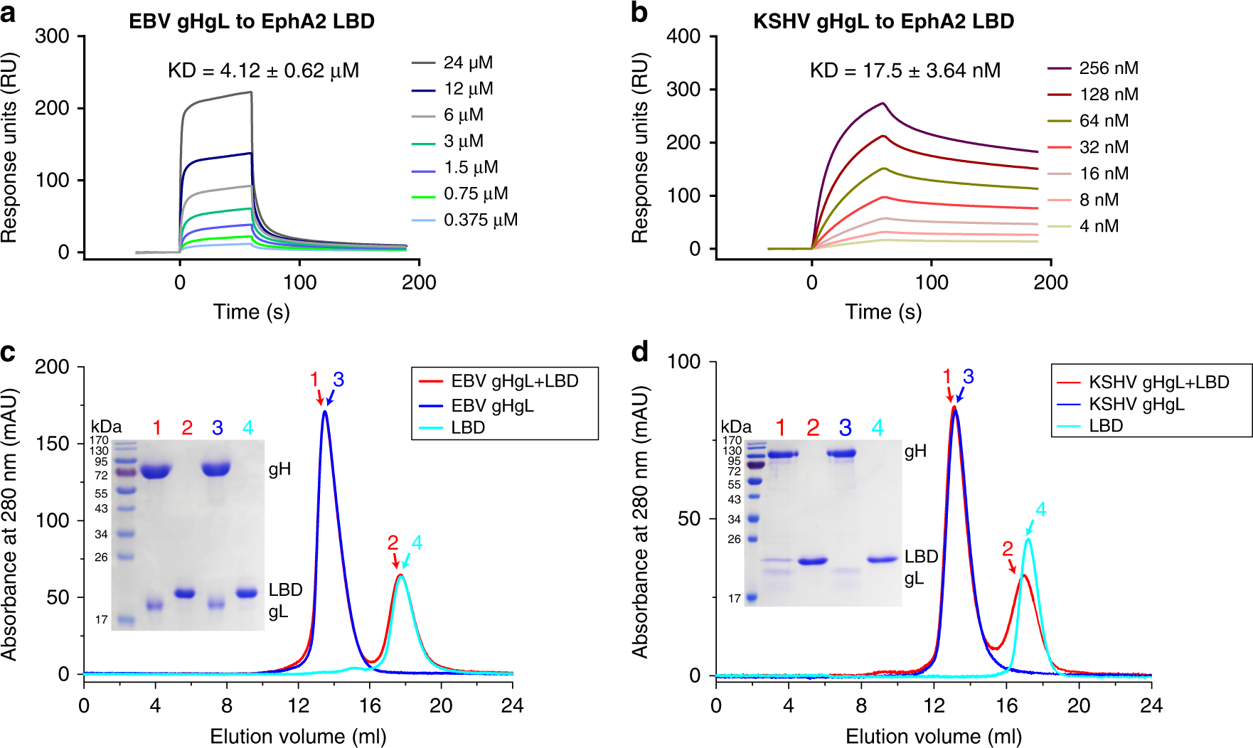 Fig. 1: EBV gHgL binds to the LBD of EphA2 with much lower affinity than KSHV gHgL.