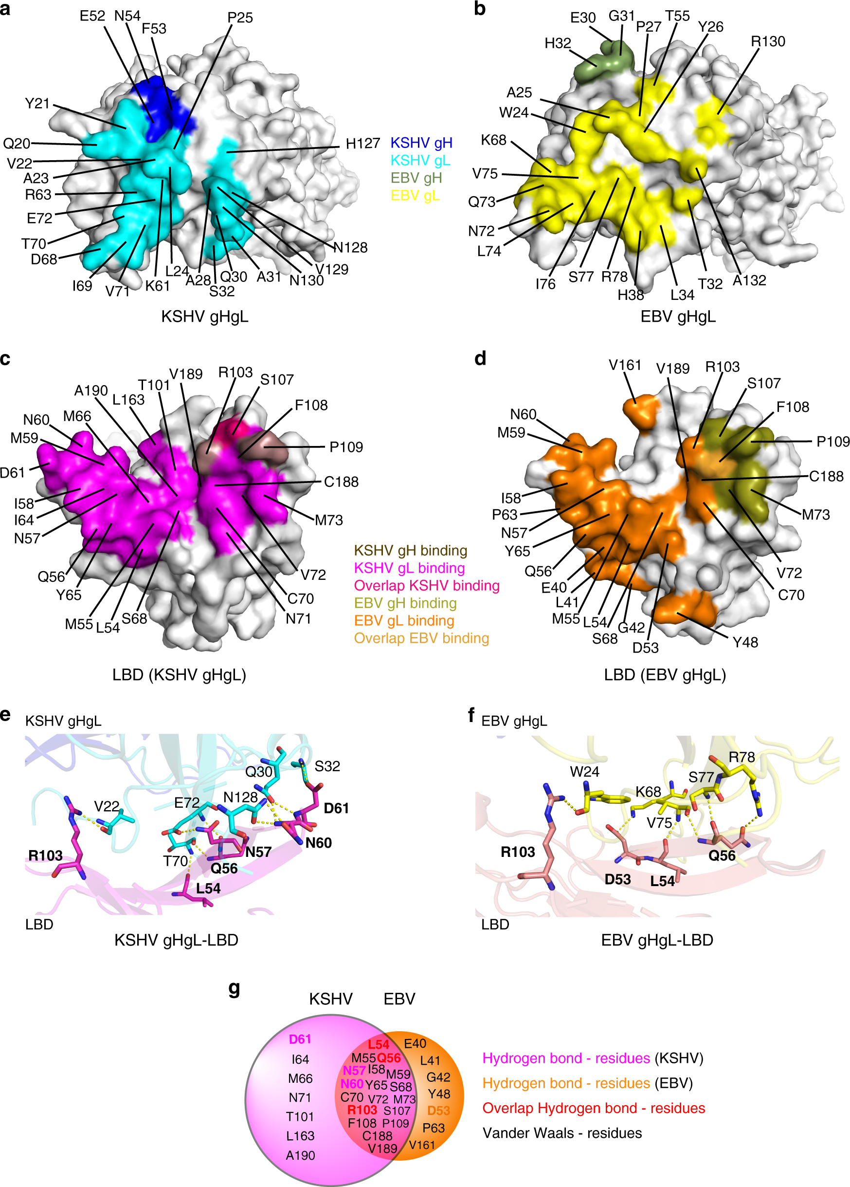 Fig. 3: Detailed interactions between EBV or KSHV gHgL and EphA2 LBD.