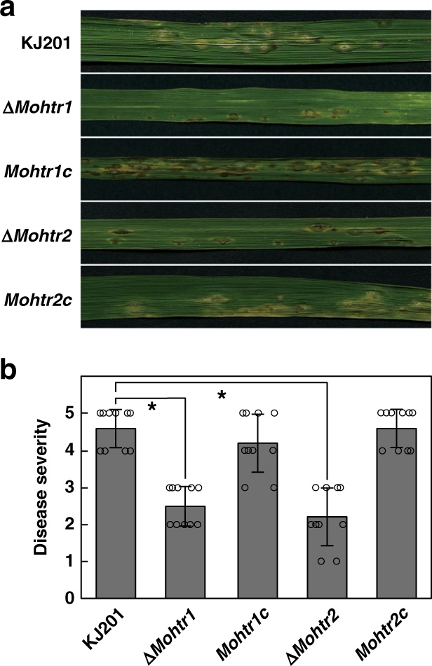 Fig. 5: The requirement of MoHTR1 and MoHTR2 for full virulence.