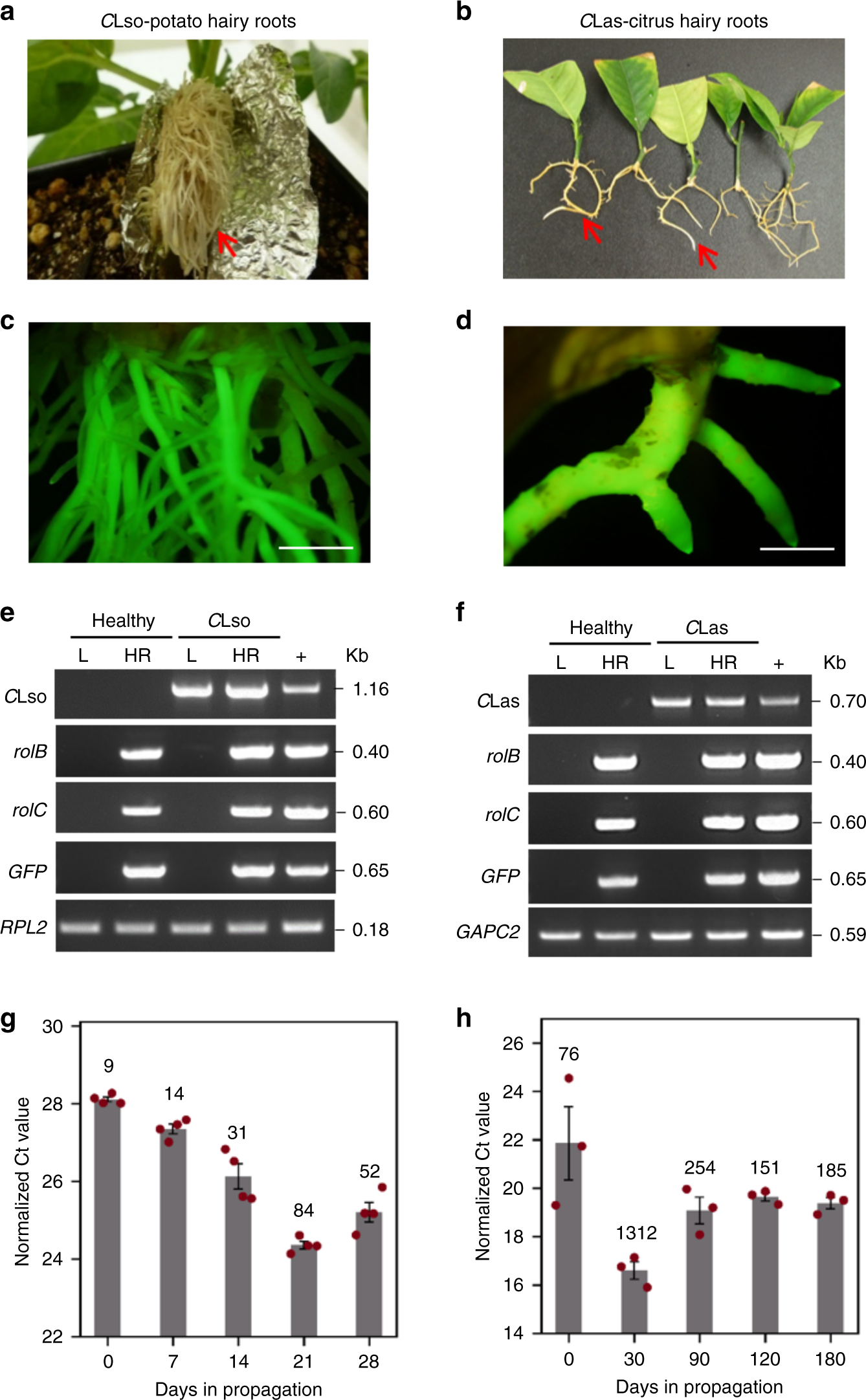 Plant hairy roots enable high throughput identification of antimicrobials  against Candidatus Liberibacter spp. | Nature Communications