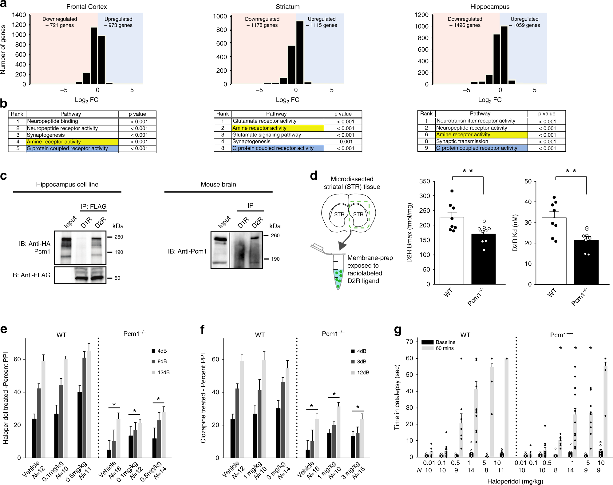 Fig. 4: Altered dopaminergic signaling components in Pcm1−/− mice.