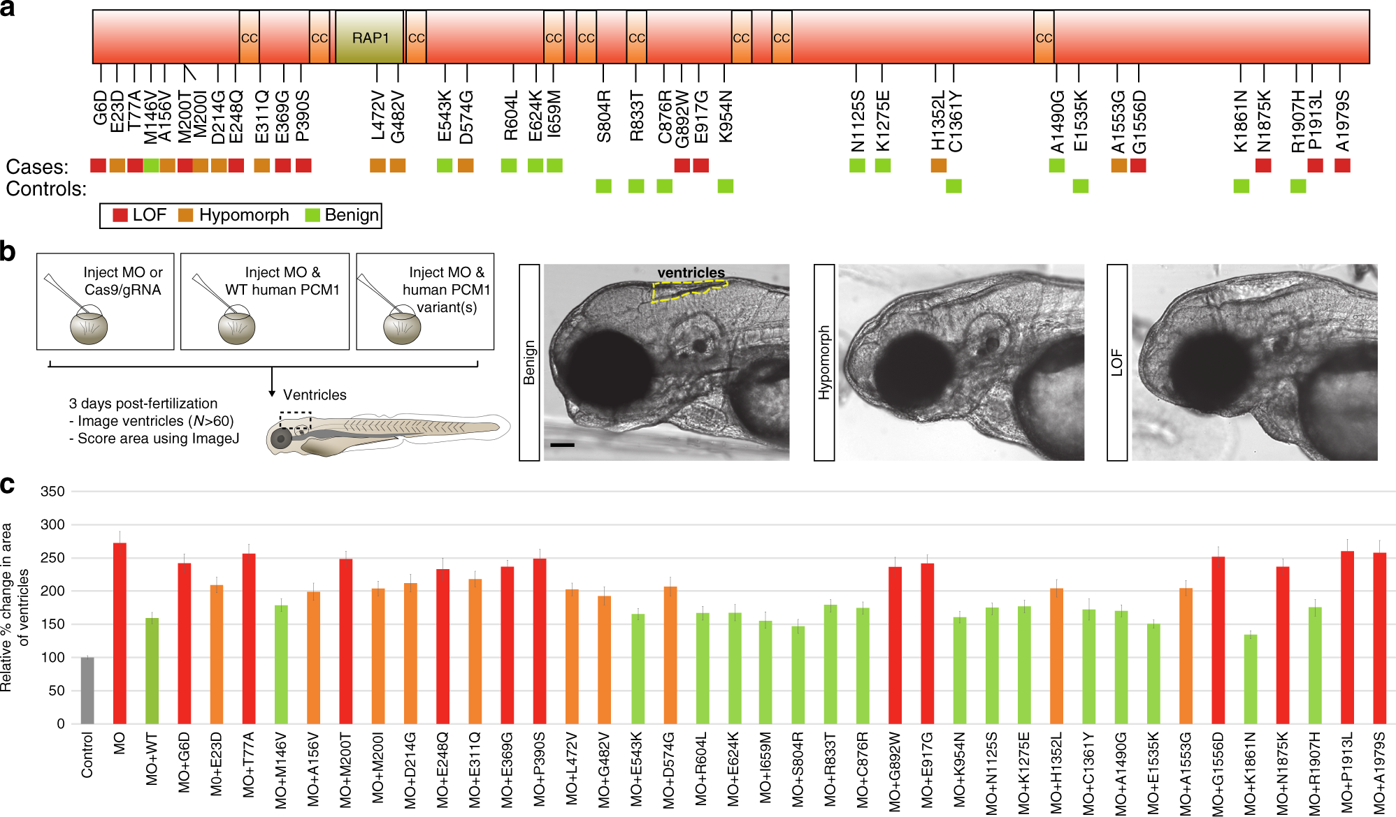 Fig. 5: Enrichment of rare, pathogenic PCM1 mutations in ASZ and functional modeling.