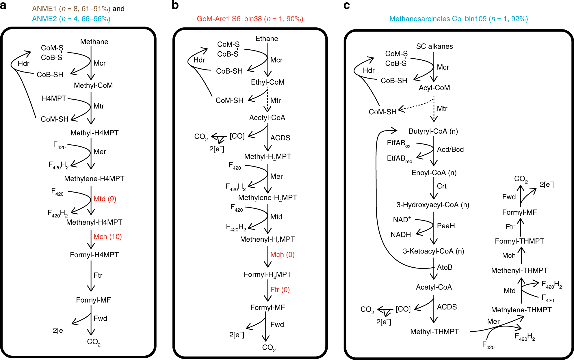 Fig. 5: Predicted metabolic models for anaerobic oxidation of gaseous alkanes based on archaeal MAGs harboring mcrA genes.