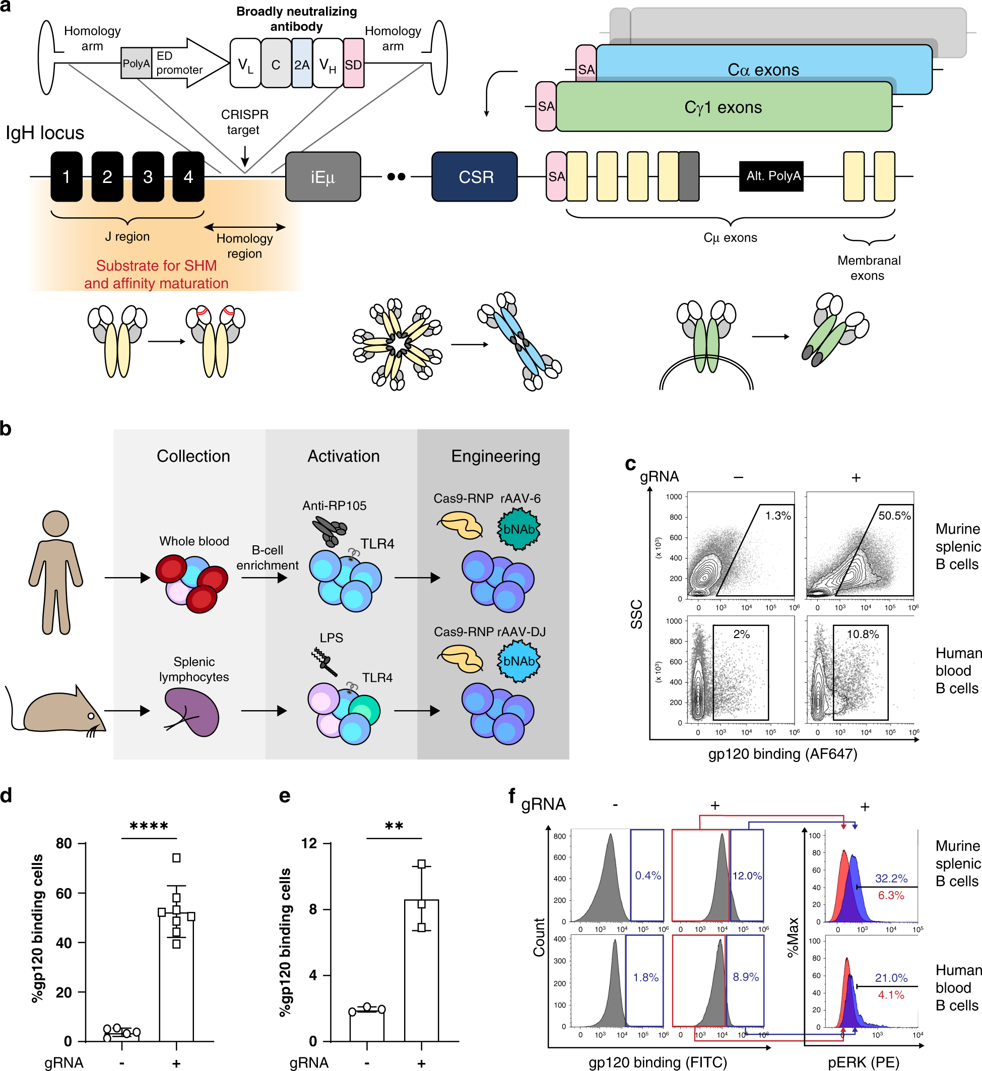 Fig. 1: Engineering B cells to express an anti-HIV bNAb.