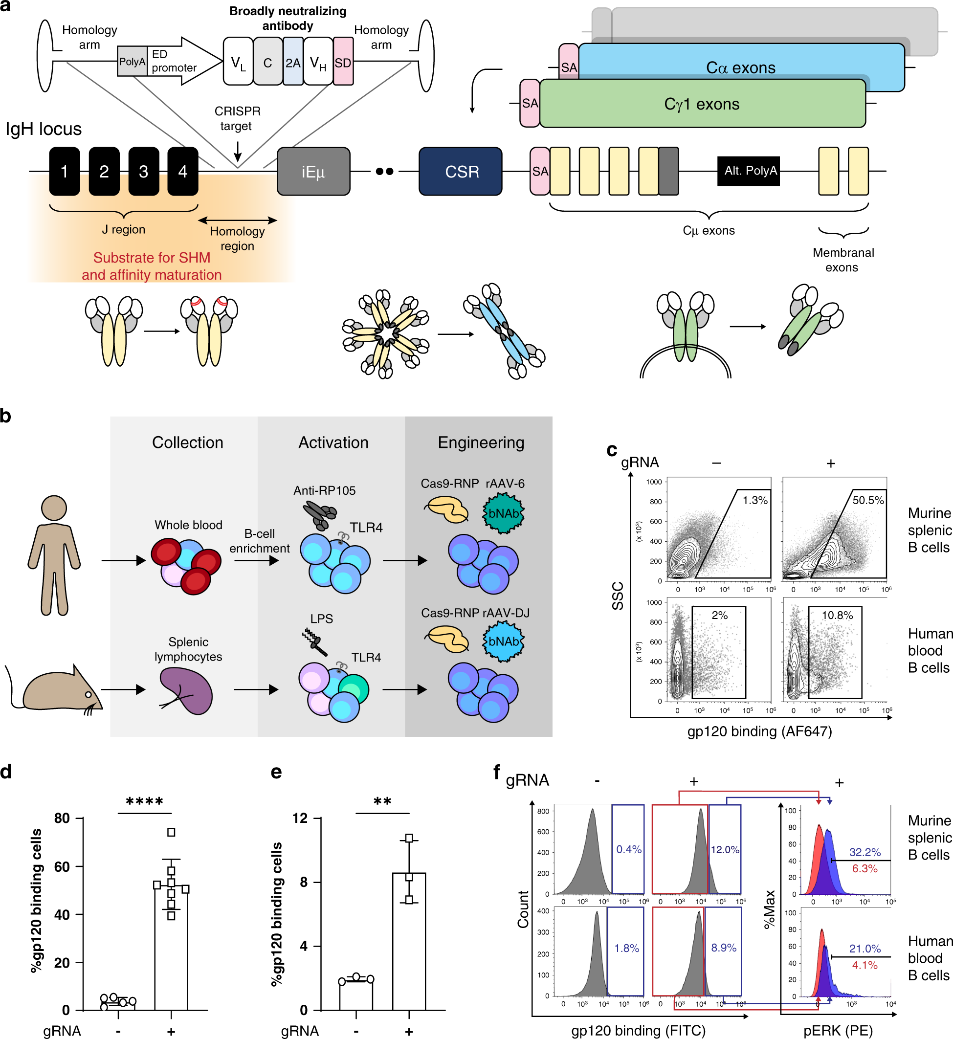 Engineered B cells expressing an anti-HIV antibody enable memory retention,  isotype switching and clonal expansion | Nature Communications