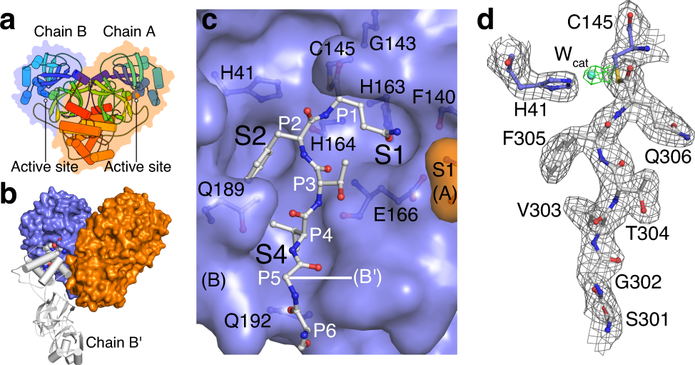 Crystallographic structure of wild-type SARS-CoV-2 main protease  acyl-enzyme intermediate with physiological C-terminal autoprocessing site  | Nature Communications