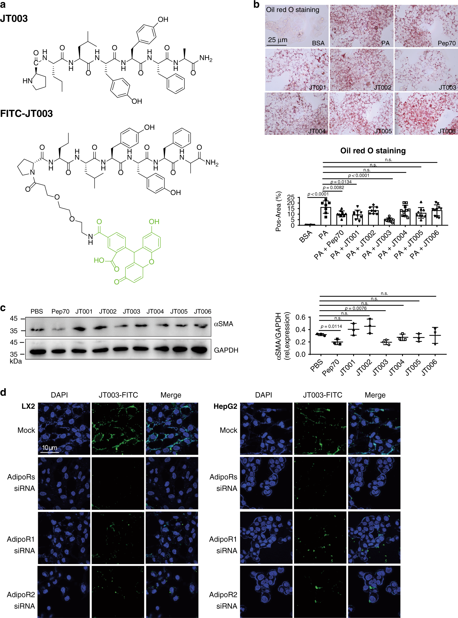 Adipor1 Adipor2 Dual Agonist Recovers Nonalcoholic Steatohepatitis And Related Fibrosis Via Endoplasmic Reticulum Mitochondria Axis Nature Communications Adipor1 Adipor2 Dual Agonist Recovers Nonalcoholic Steatohepatitis And Related Fibrosis Via Endoplasmic Reticulum Mitochondria Axis Nature Communications
