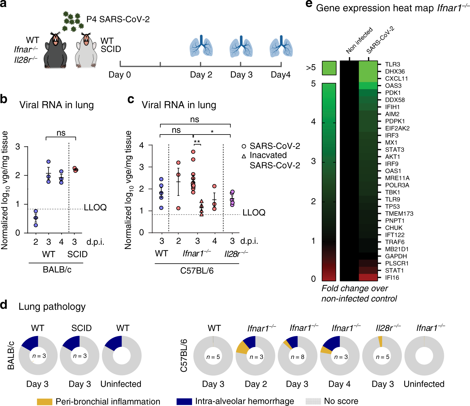 Pre-existing anti-SARS-CoV-2 immunity decreases viral spread but increase  SARS-CoV-2 Omicron competitiveness in hamsters