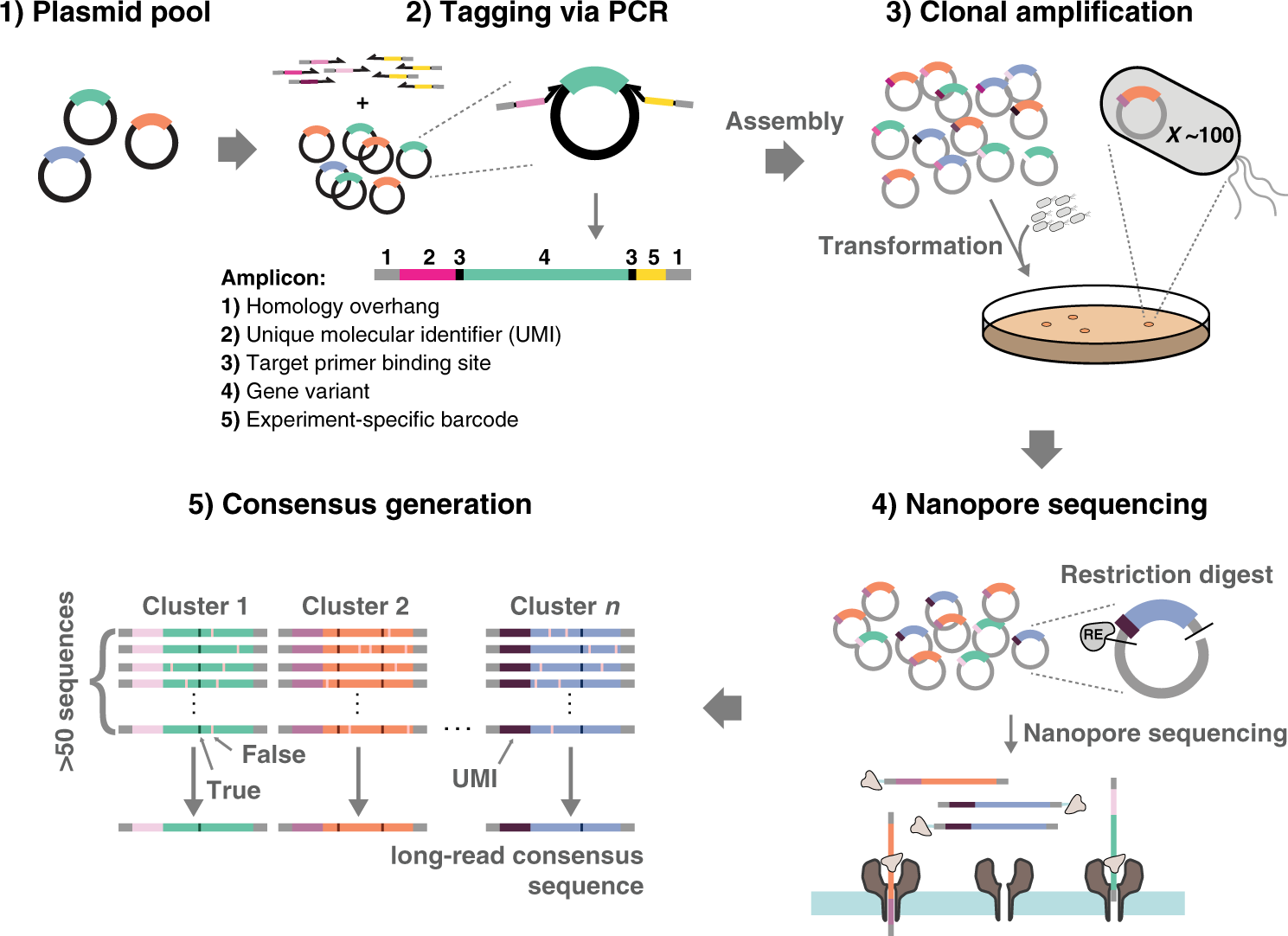 UMI-linked consensus sequencing enables phylogenetic analysis of directed  evolution | Nature Communications
