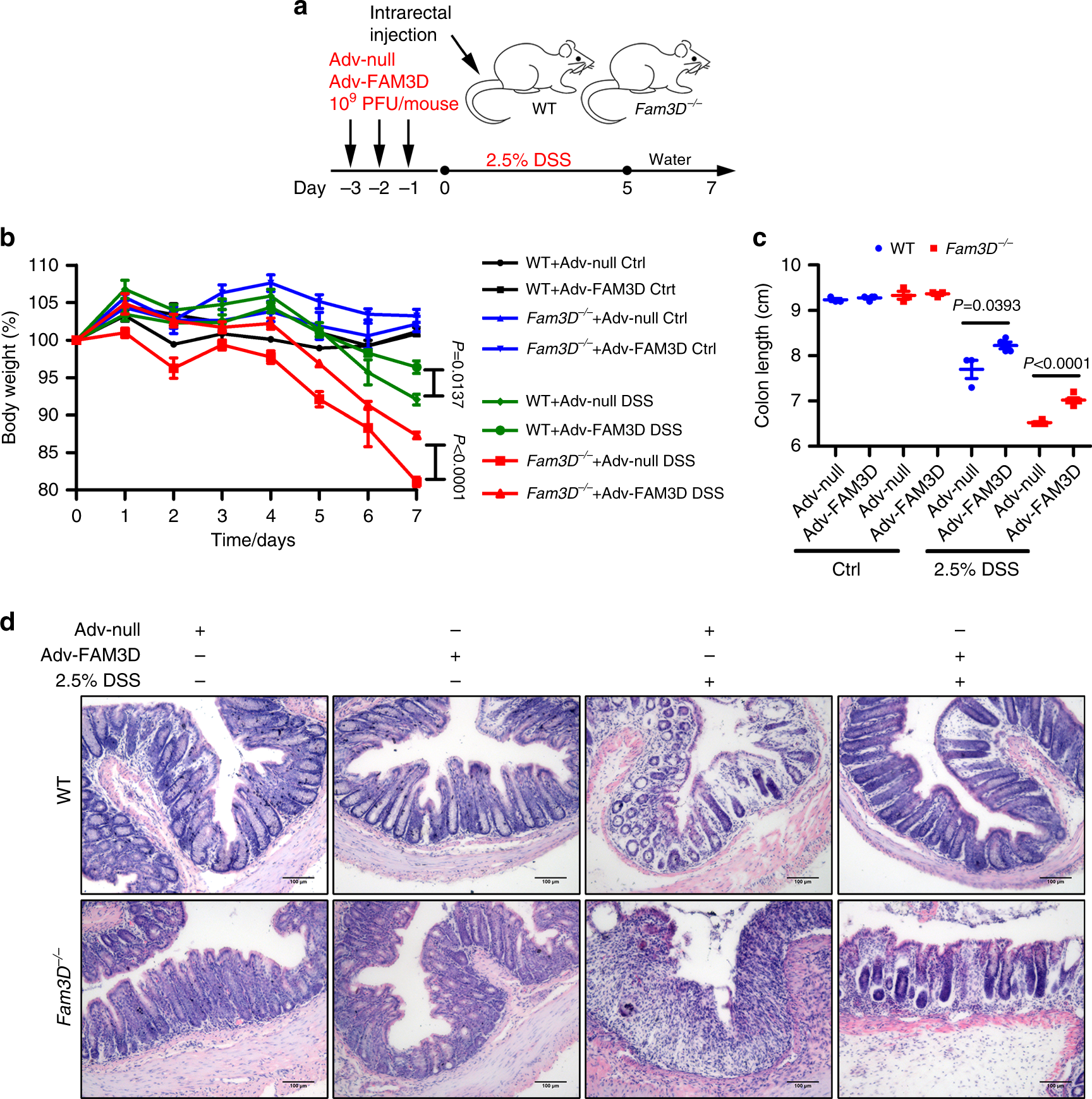 Fig. 5: Rescue of established colitis by Adv-FAM3D in Fam3D−/− mice.