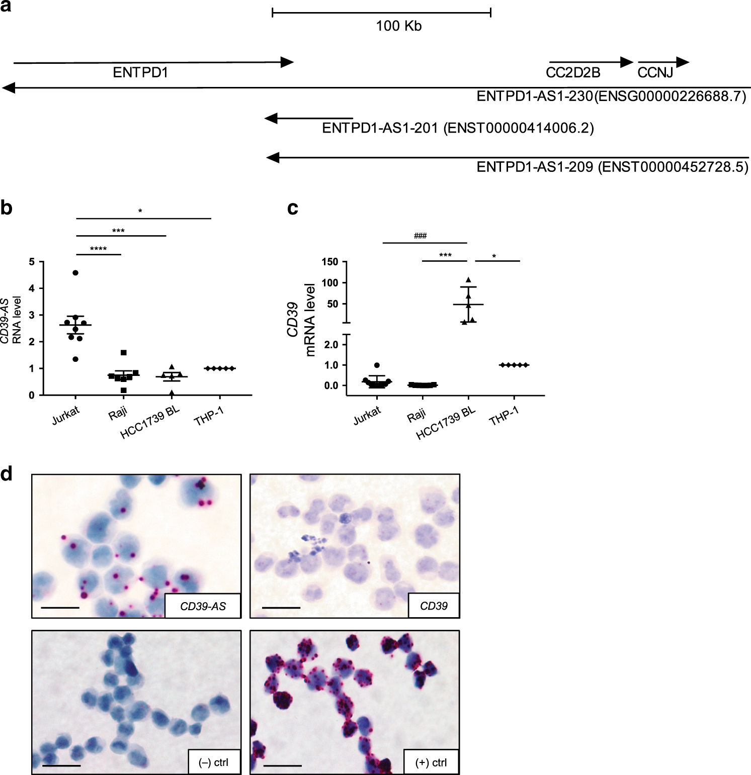 Fig. 1: CD39-AS RNA is located at the 3′ end of the human CD39 gene and regulates CD39 mRNA levels.