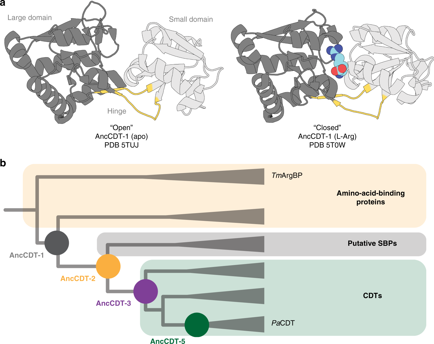 Conformational Fluctuations and Induced Orientation of a Protein