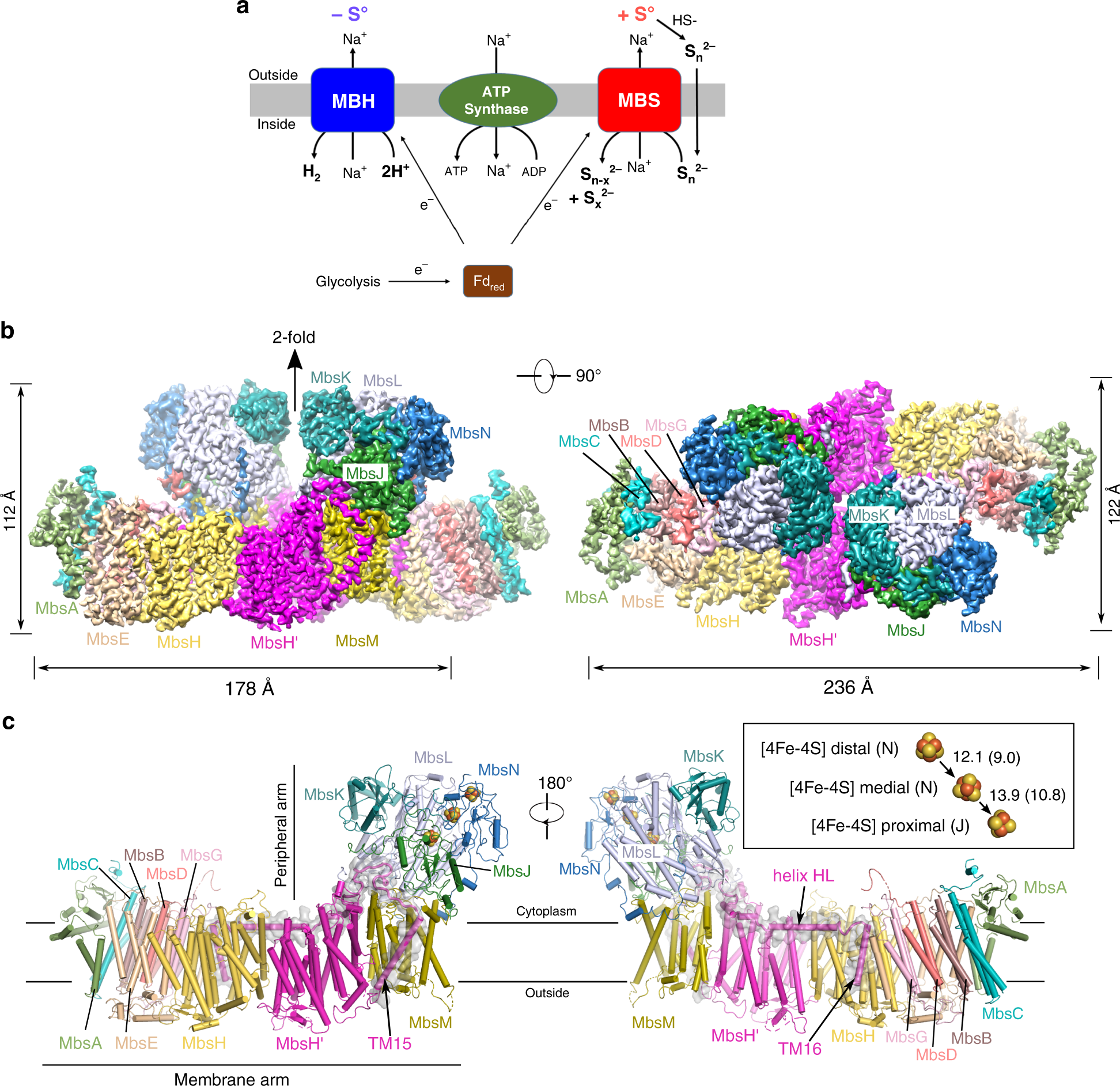 Structure Of The Respiratory Mbs Complex Reveals Iron Sulfur Cluster Catalyzed Sulfane Sulfur Reduction In Ancient Life Nature Communications