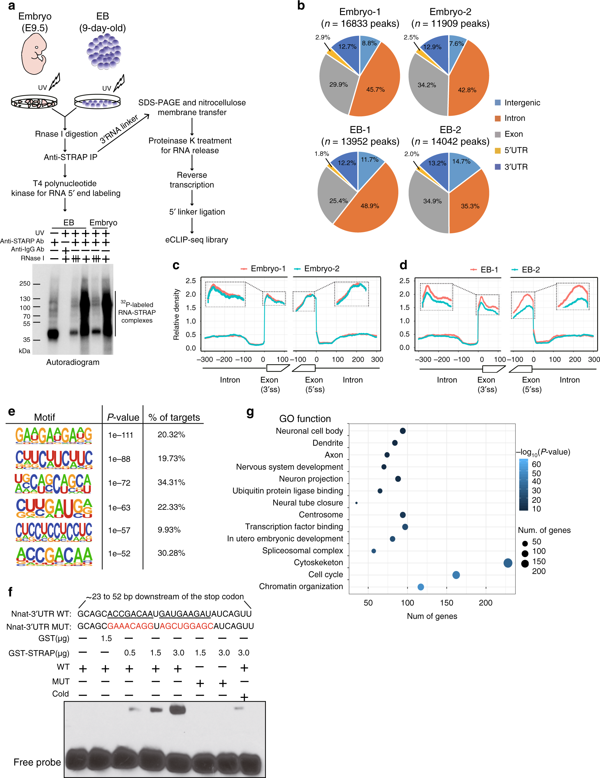 Fig. 5: Discovery of in vivo STRAP-binding RNA targets by eCLIP-seq.