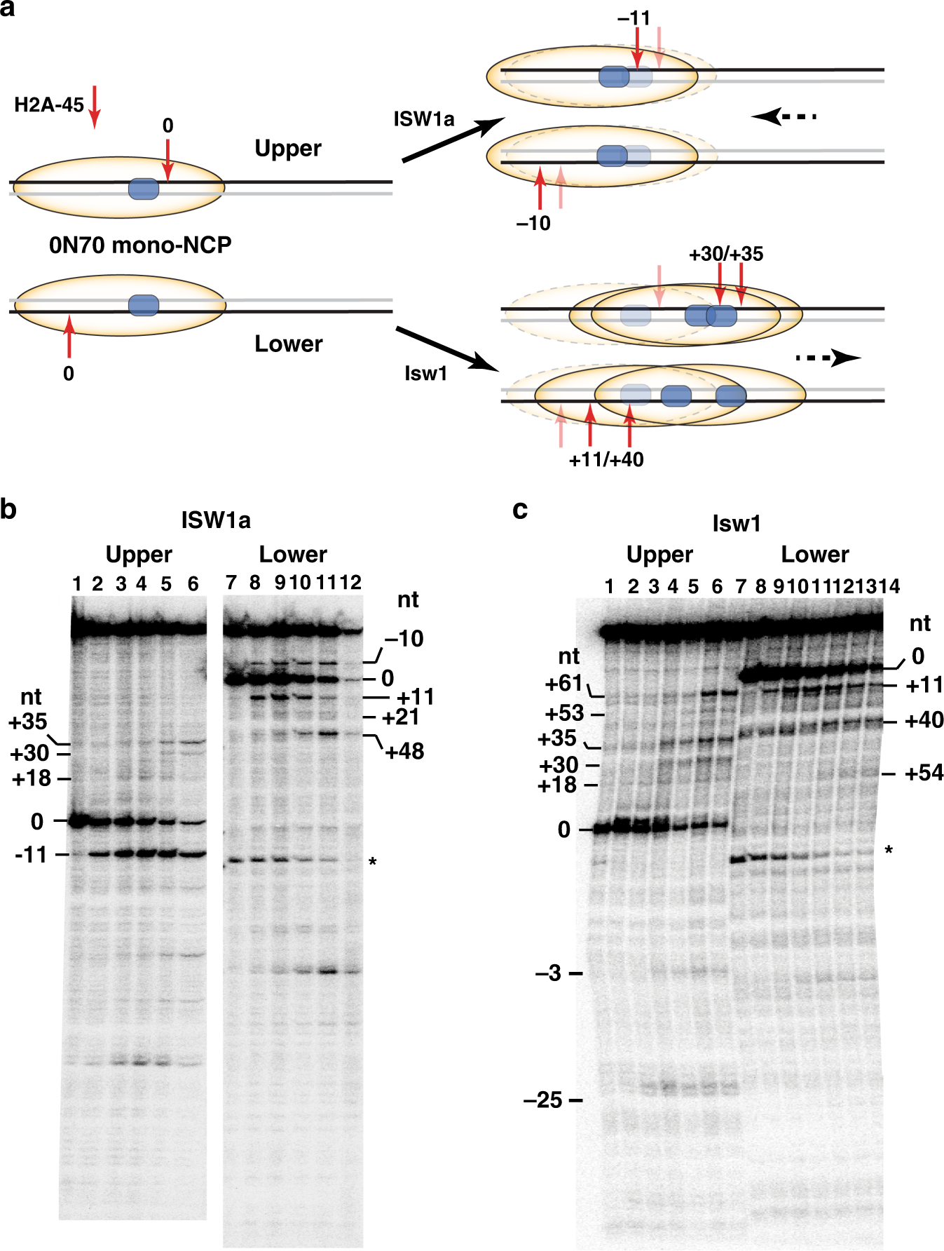 Fig. 3: The Ioc3 subunit reduces nucleosome mobilization by promoting backtracking of Isw1.