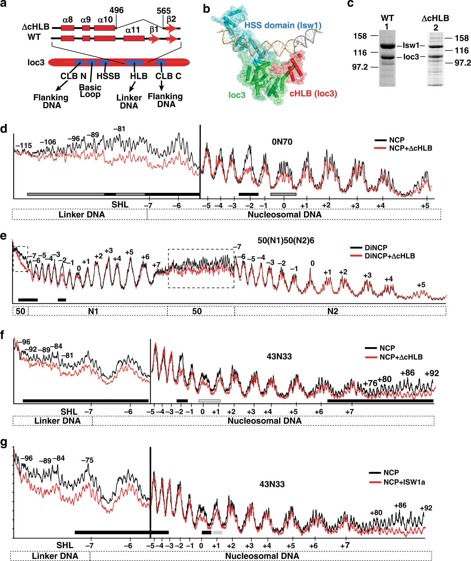 Fig. 5: Binding of the HLB domain of Ioc3 to extranucleosomal DNA is required for ISW1a to bind dinucleosomes.