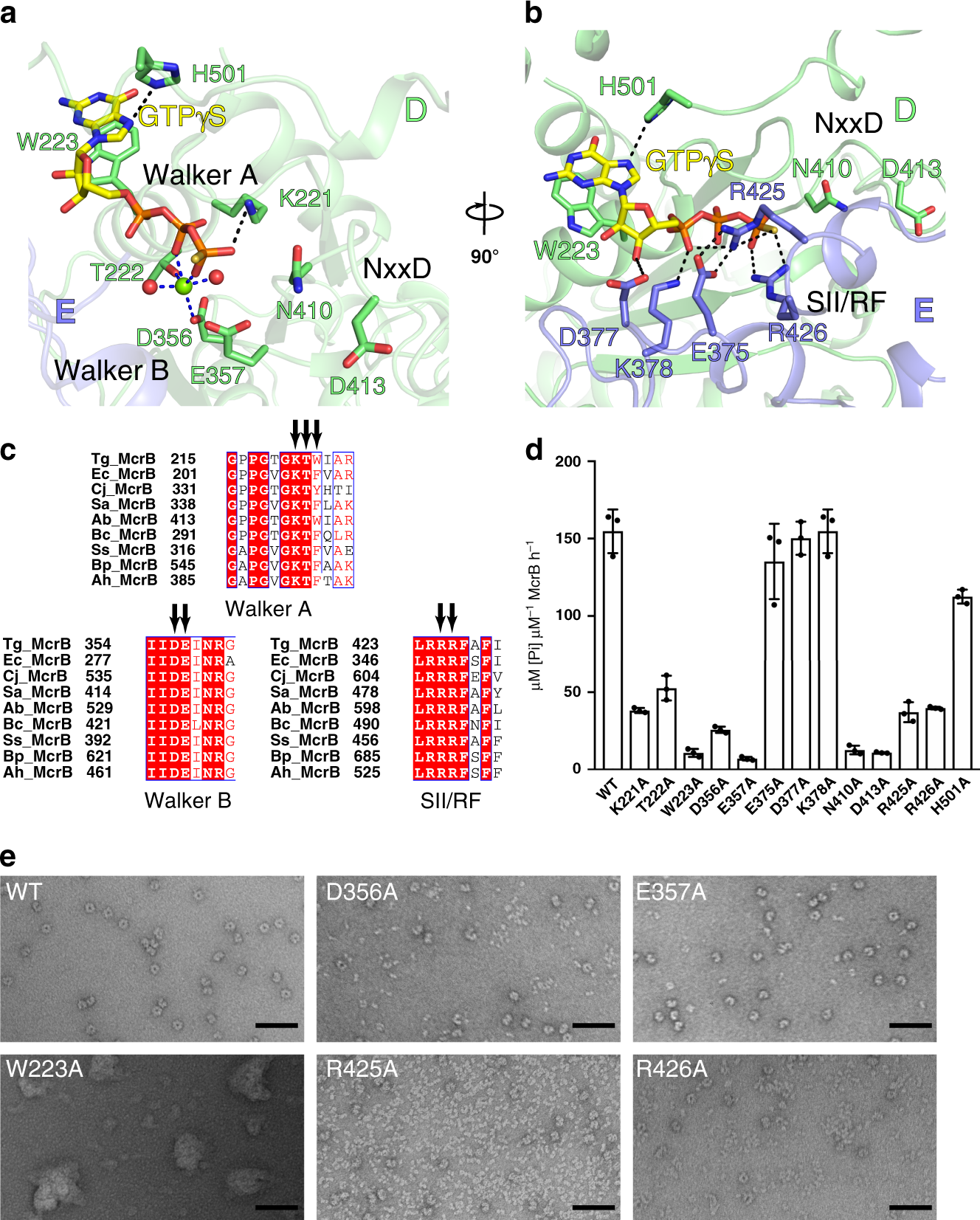 Fig. 2: Catalytic residues involved in the basal GTPase activity of TgMcrB.