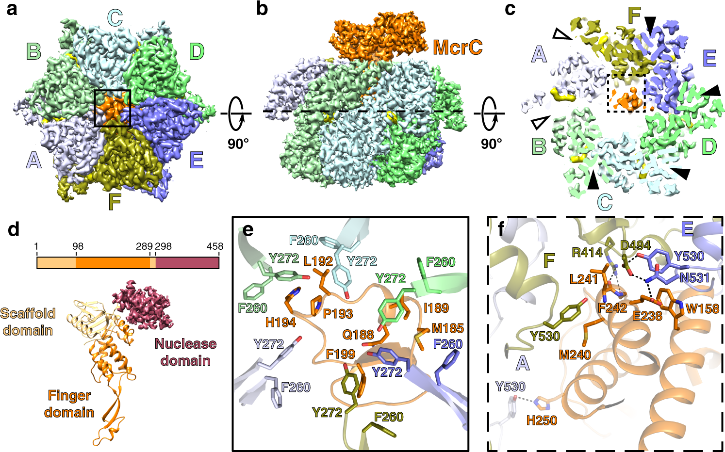 Fig. 3: Asymmetric assembly of the TgMcrBC complex.