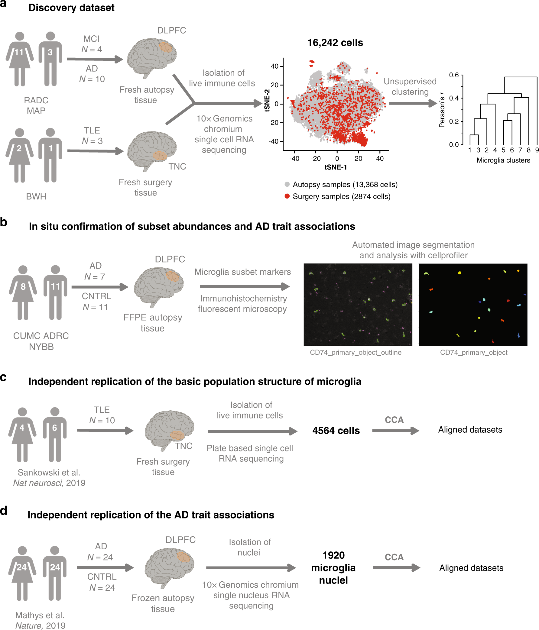 Individual neurons mix multiple RNA edits of key synapse protein, study  finds, MIT News