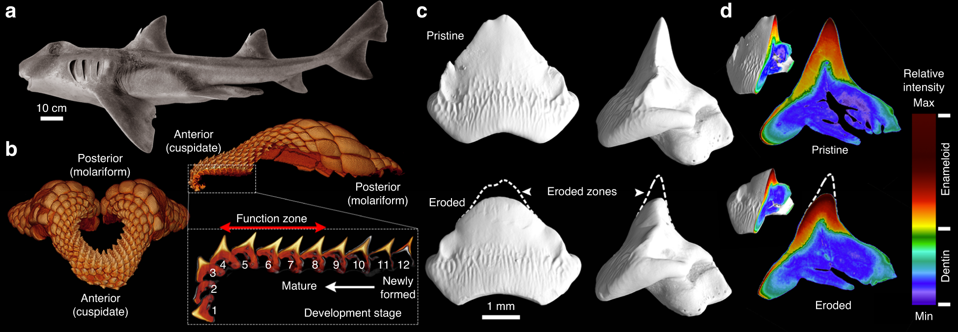 Shape Preserving Erosion Controlled By The Graded Microarchitecture Of Shark Tooth Enameloid Nature Communications Shape Preserving Erosion Controlled By The Graded Microarchitecture Of Shark Tooth Enameloid Nature Communications