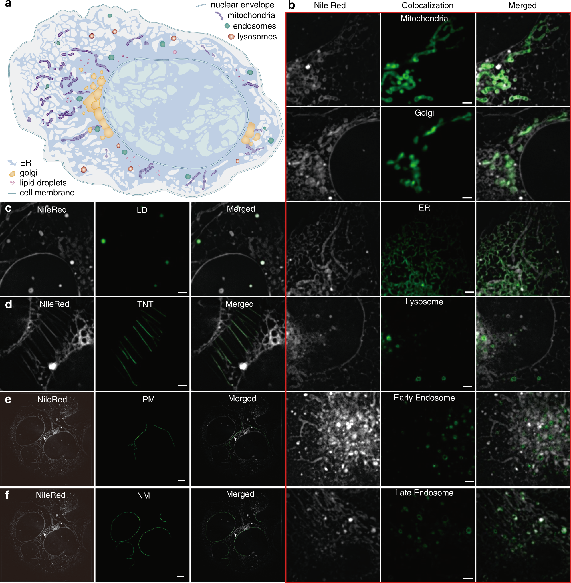 sho c. takatori lipid membrane 2019 High-dimensional super-resolution imaging reveals heterogeneity and  dynamics of subcellular lipid membranes