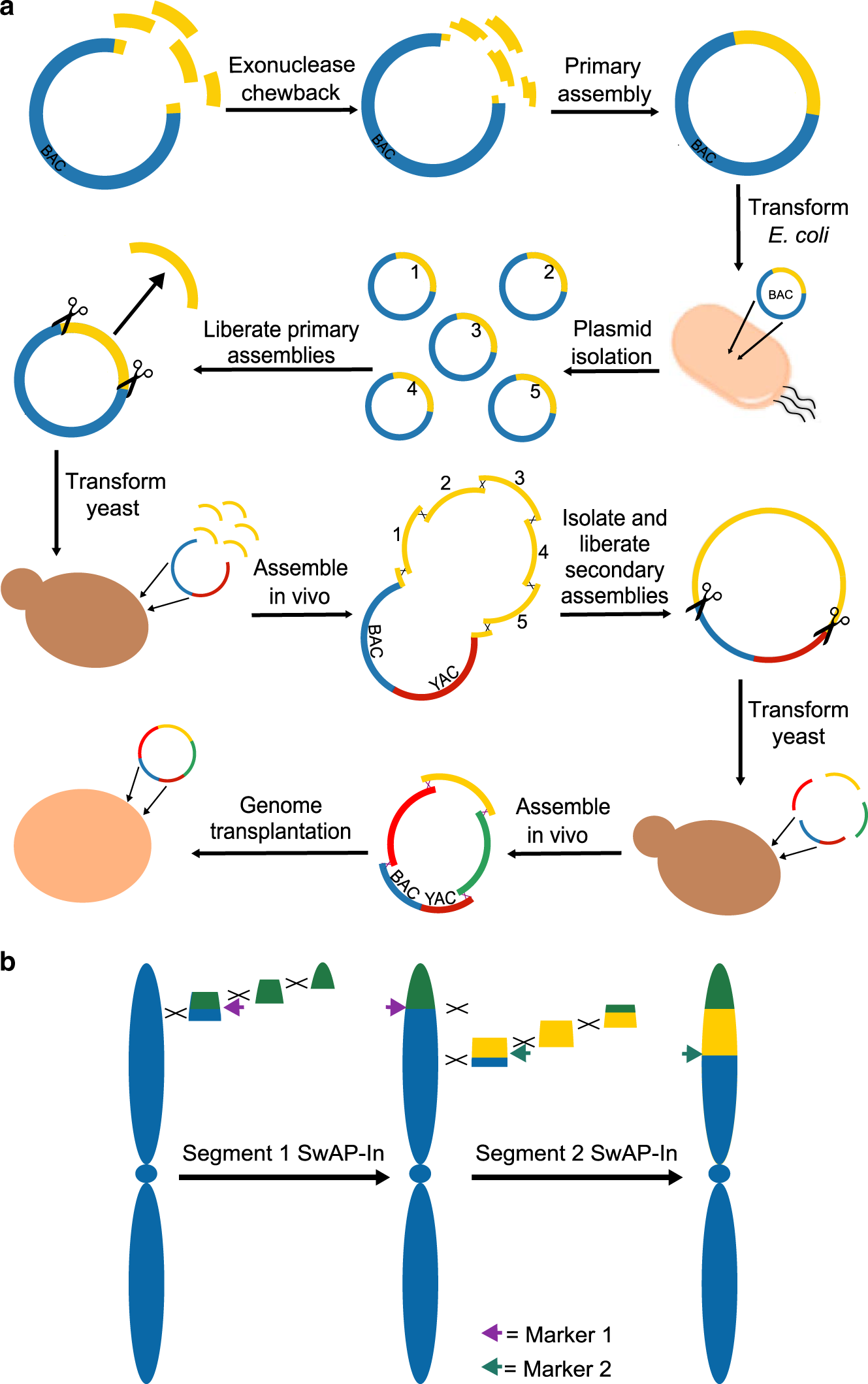 A new synonym-substitution method to enrich the human phenotype