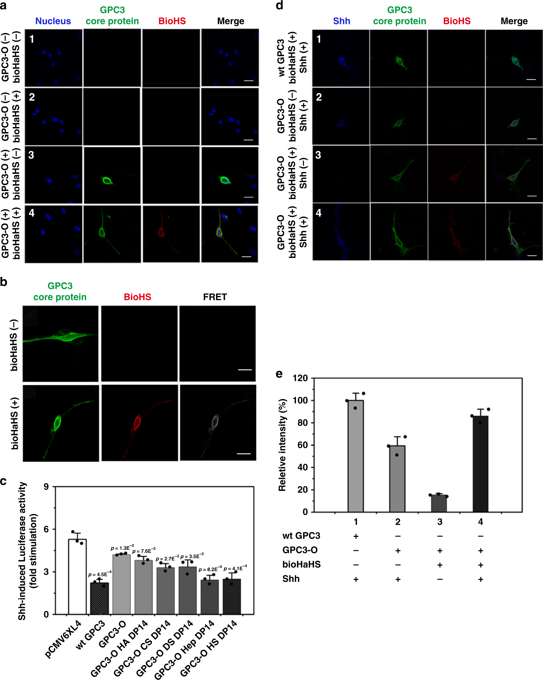 Fig. 5: Engineered GPC3 inhibits Shh signaling.