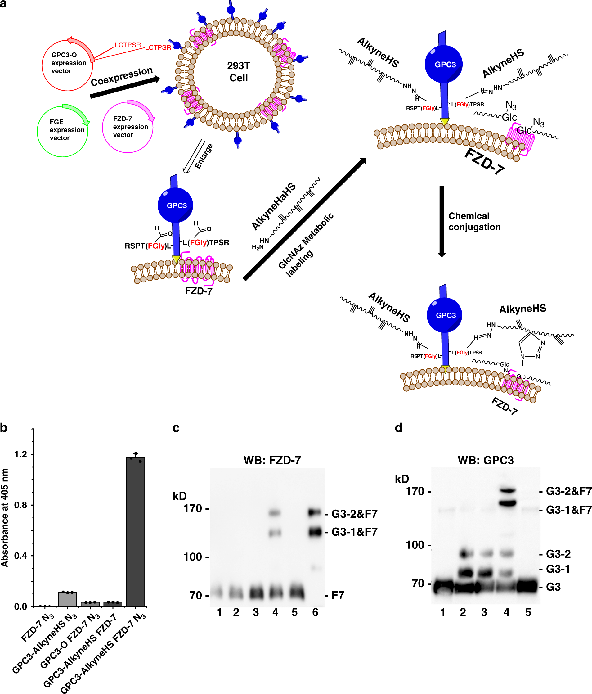 Fig. 6: Engineered GPC3 interacts with FZD-7.