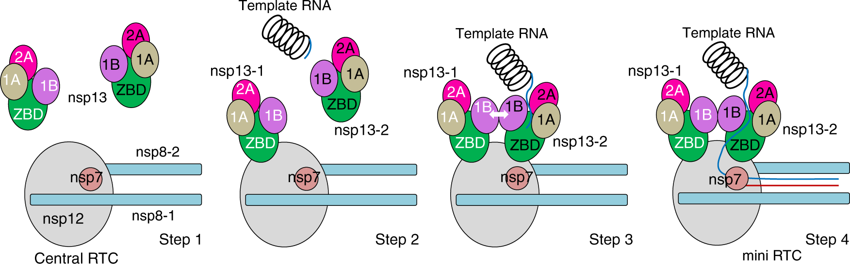 Fig. 4: A proposed model for the helicase-polymerase coupling in the formation of SARS-CoV-2 RTC.
