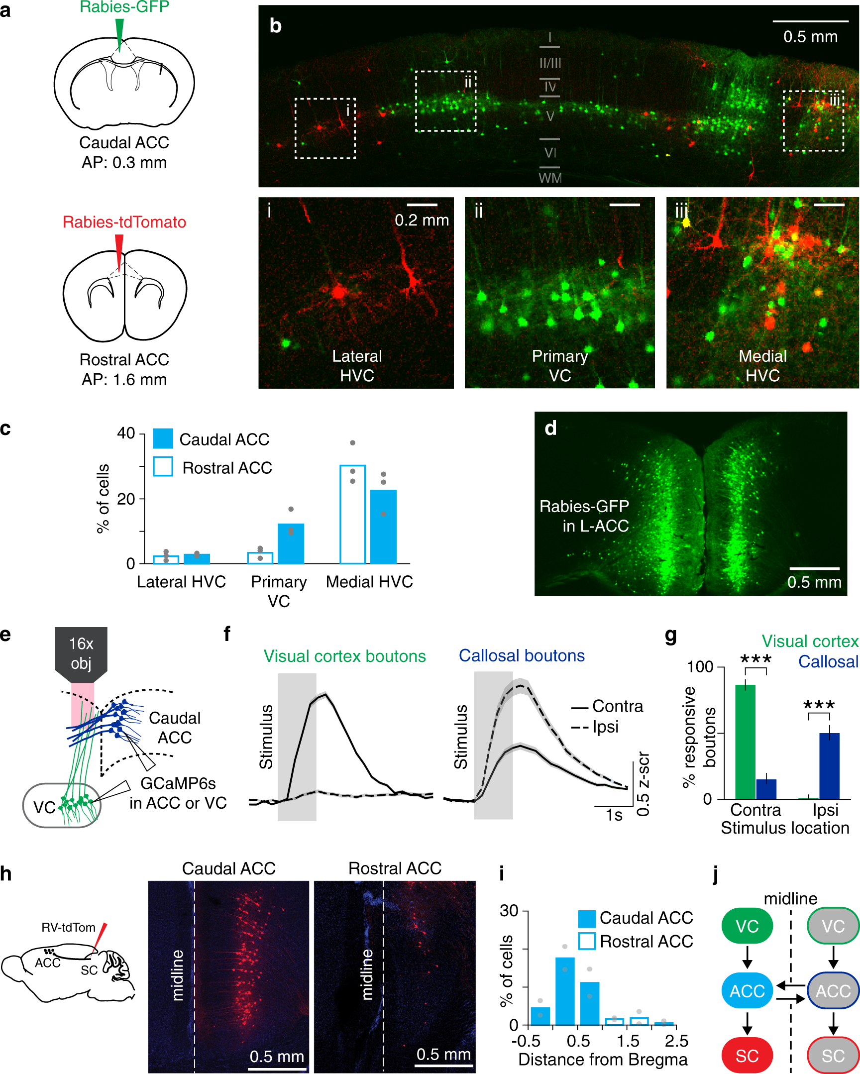 Distinct Prefrontal Top Down Circuits Differentially Modulate Sensorimotor Behavior Nature Communications
