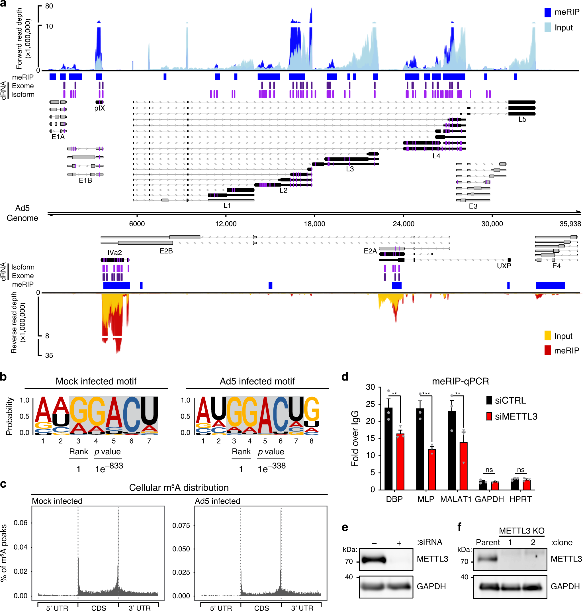 Fig. 2: Transcript-specific analysis reveals adenovirus RNAs contain METTL3-dependent m6A modifications.