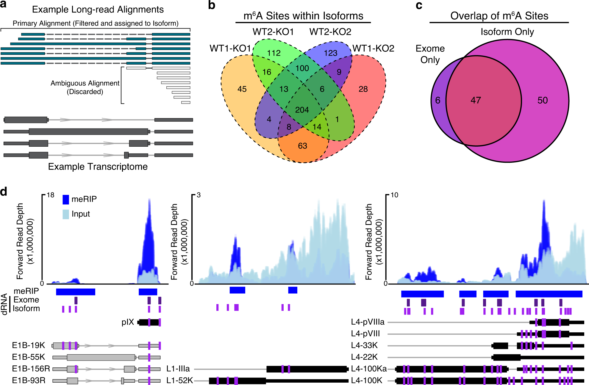 Fig. 4: Exome versus isoform-level m6A analysis.