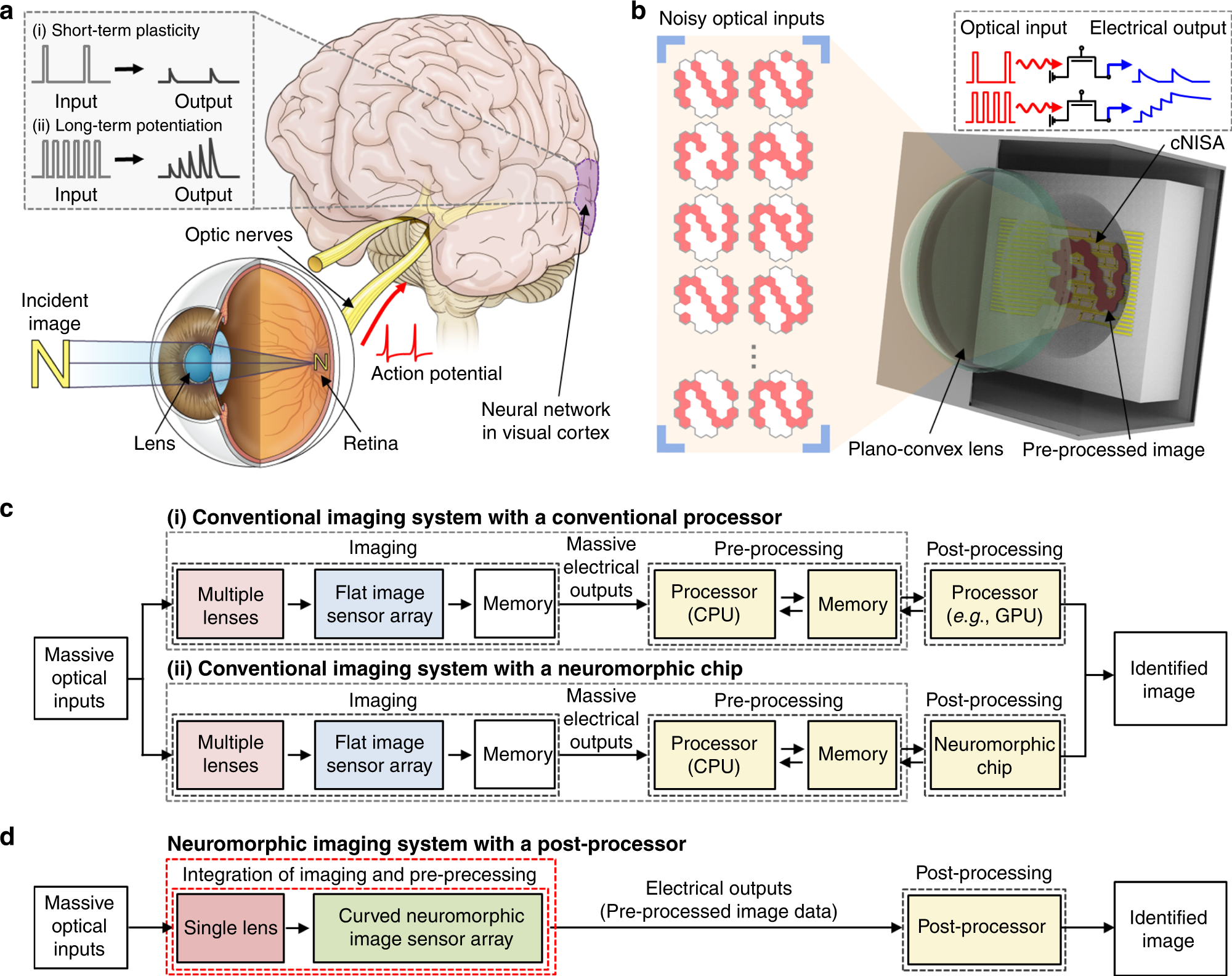 Curved neuromorphic image array using a MoS2-organic heterostructure by human visual recognition system | Nature Communications