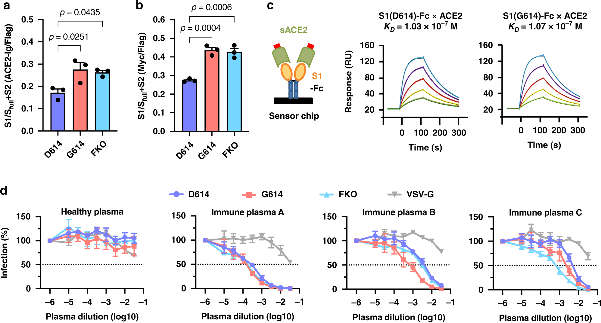 Fig. 4: The D614G mutation neither increases S protein affinity for ACE2 nor makes PV more resistant to neutralization.