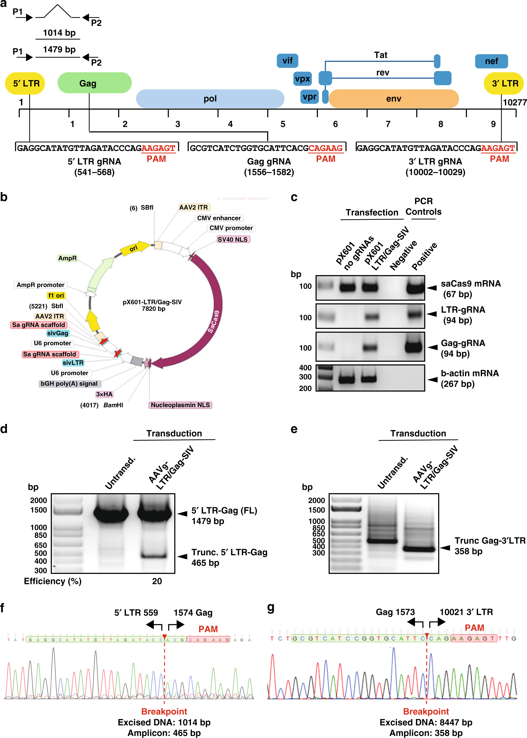 Schematic diagram (not to scale) of the SIV genomic RNA. The leader of