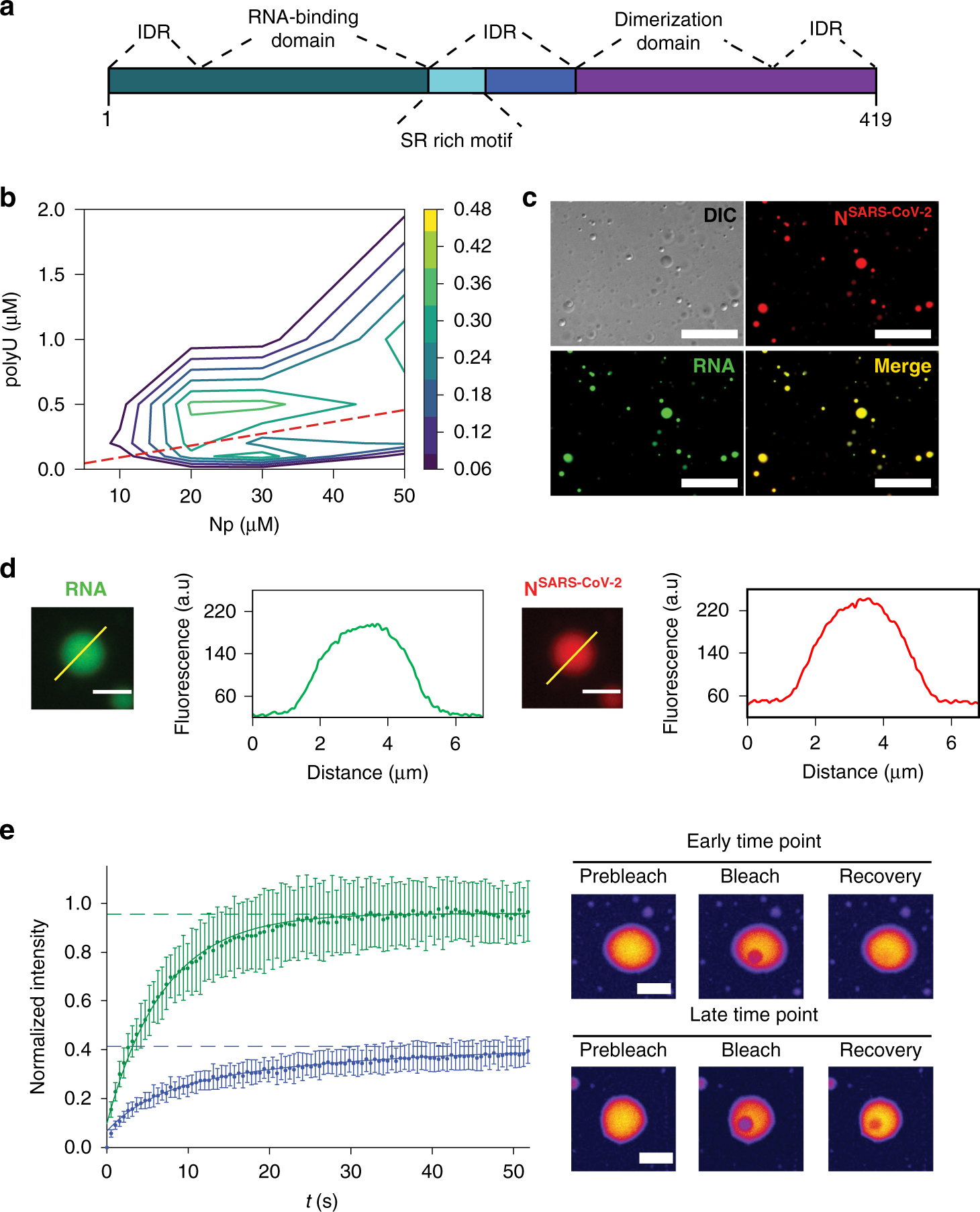 Nucleocapsid Protein Of Sars Cov 2 Phase Separates Into Rna Rich Polymerase Containing Condensates Nature Communications